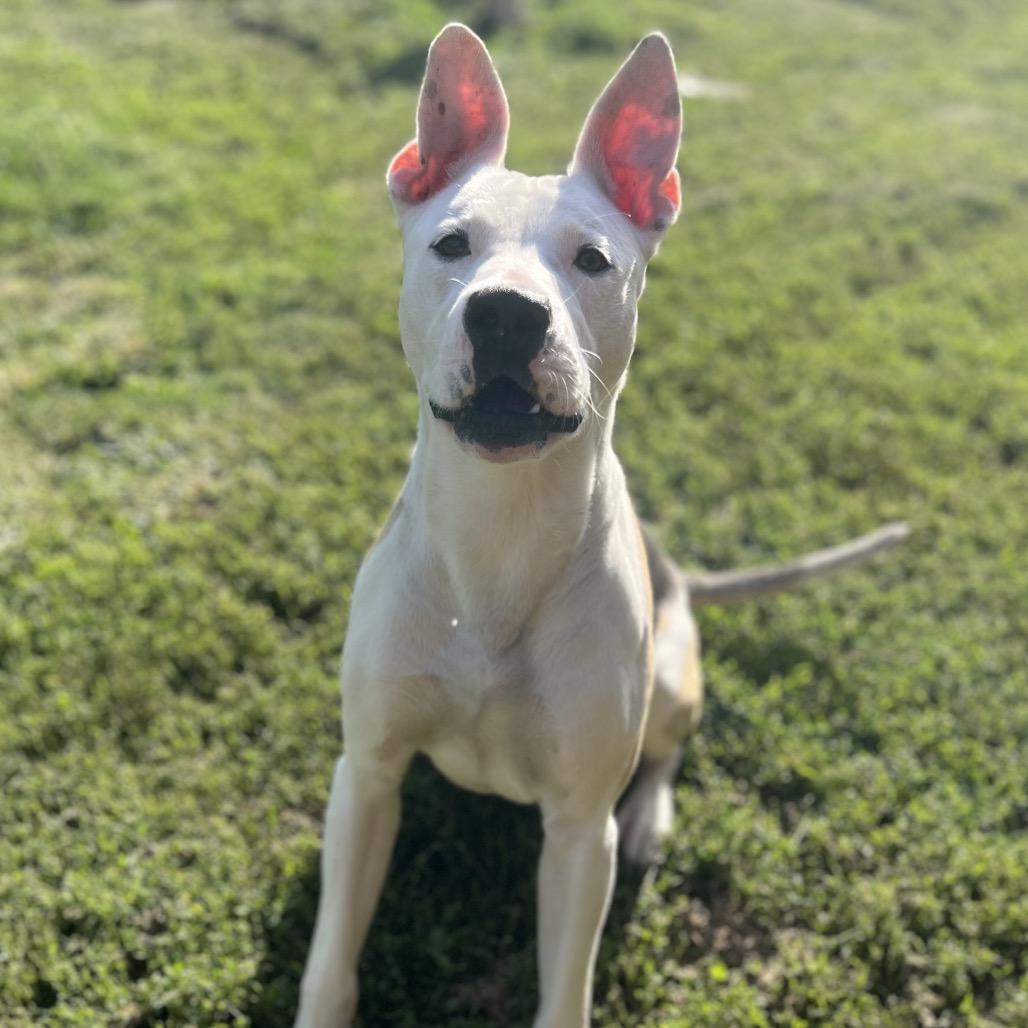 Chance, Adoptable, Young Male Boxer & Shepherd.