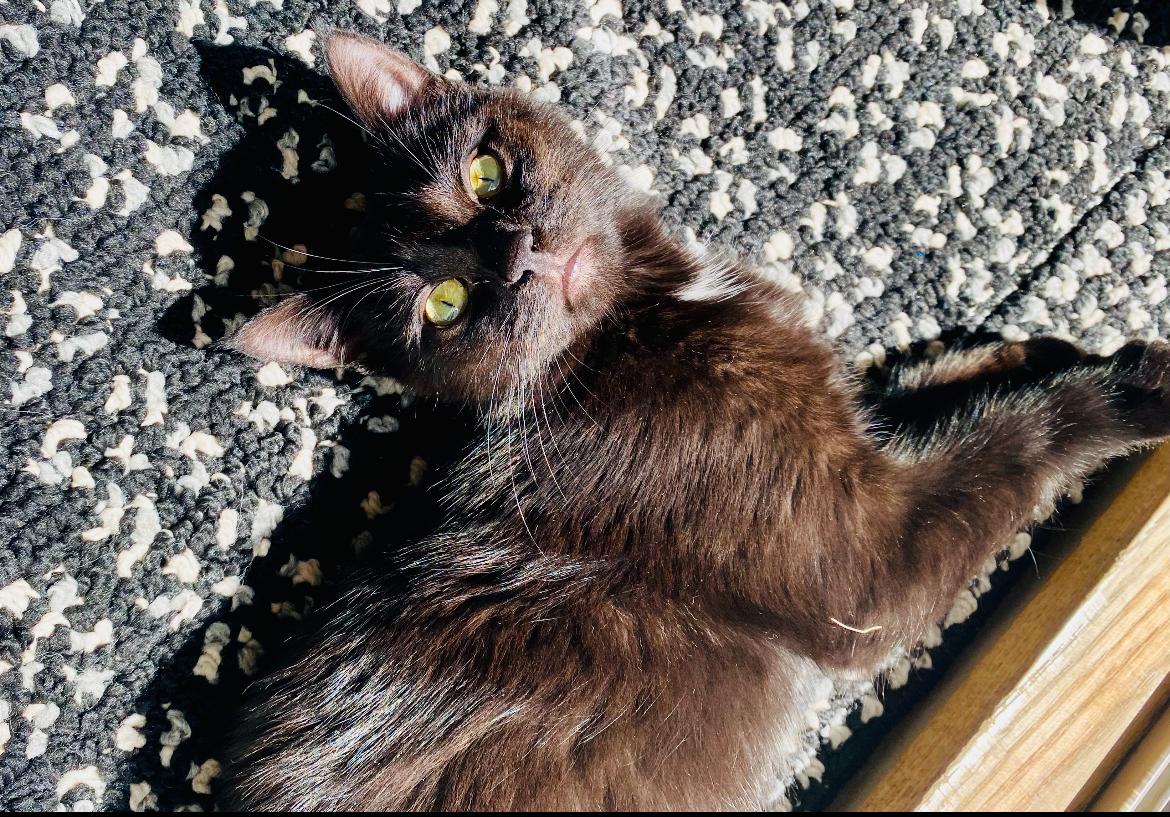 Enlarge Bubblegum, a Adoptable Domestic Short Hair in Hellertown, PA image 1/1