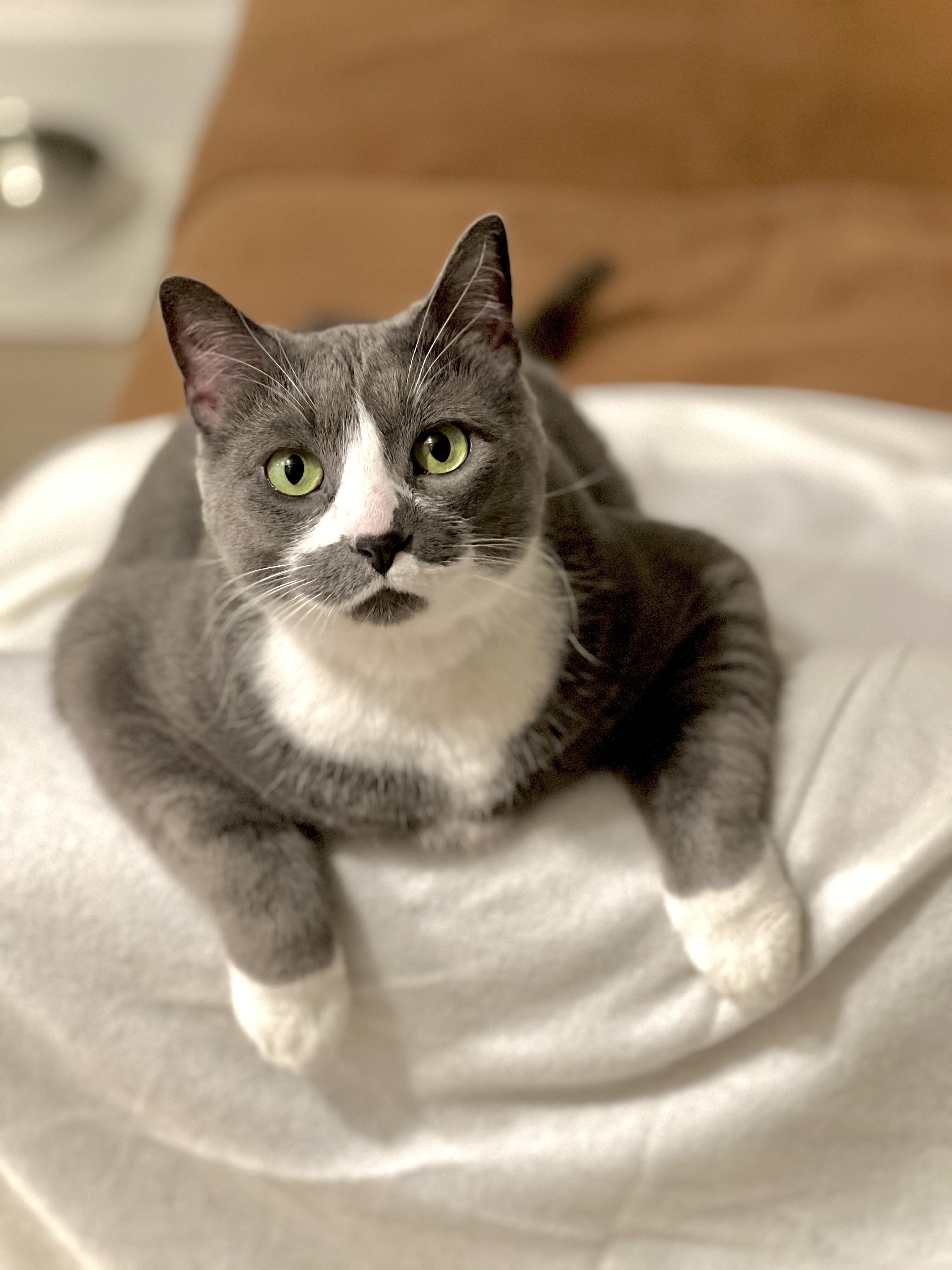Sweden, an adopted Domestic Short Hair in Calgary, AB image 1/6