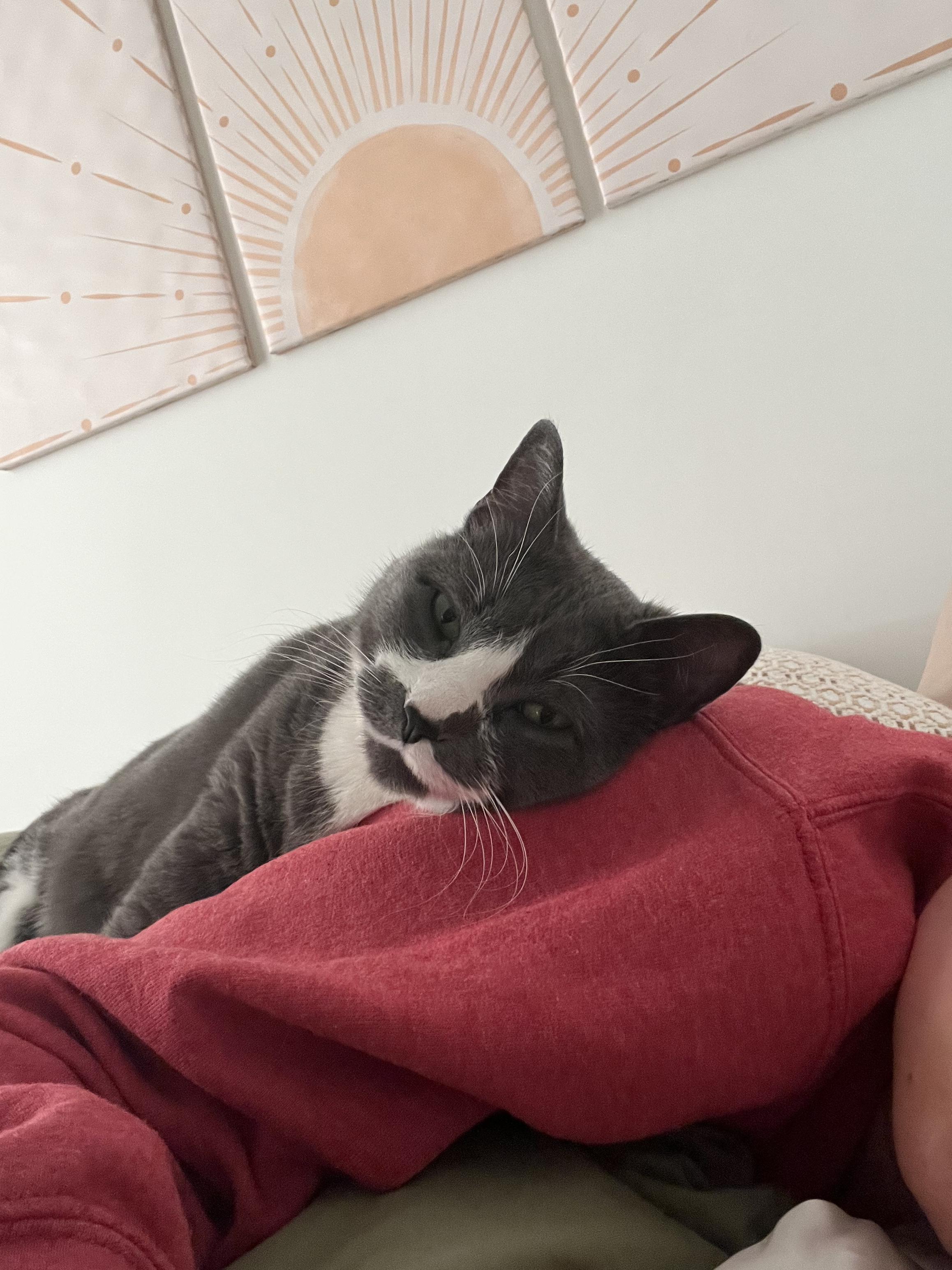 Sweden, an adopted Domestic Short Hair in Calgary, AB image 6/6