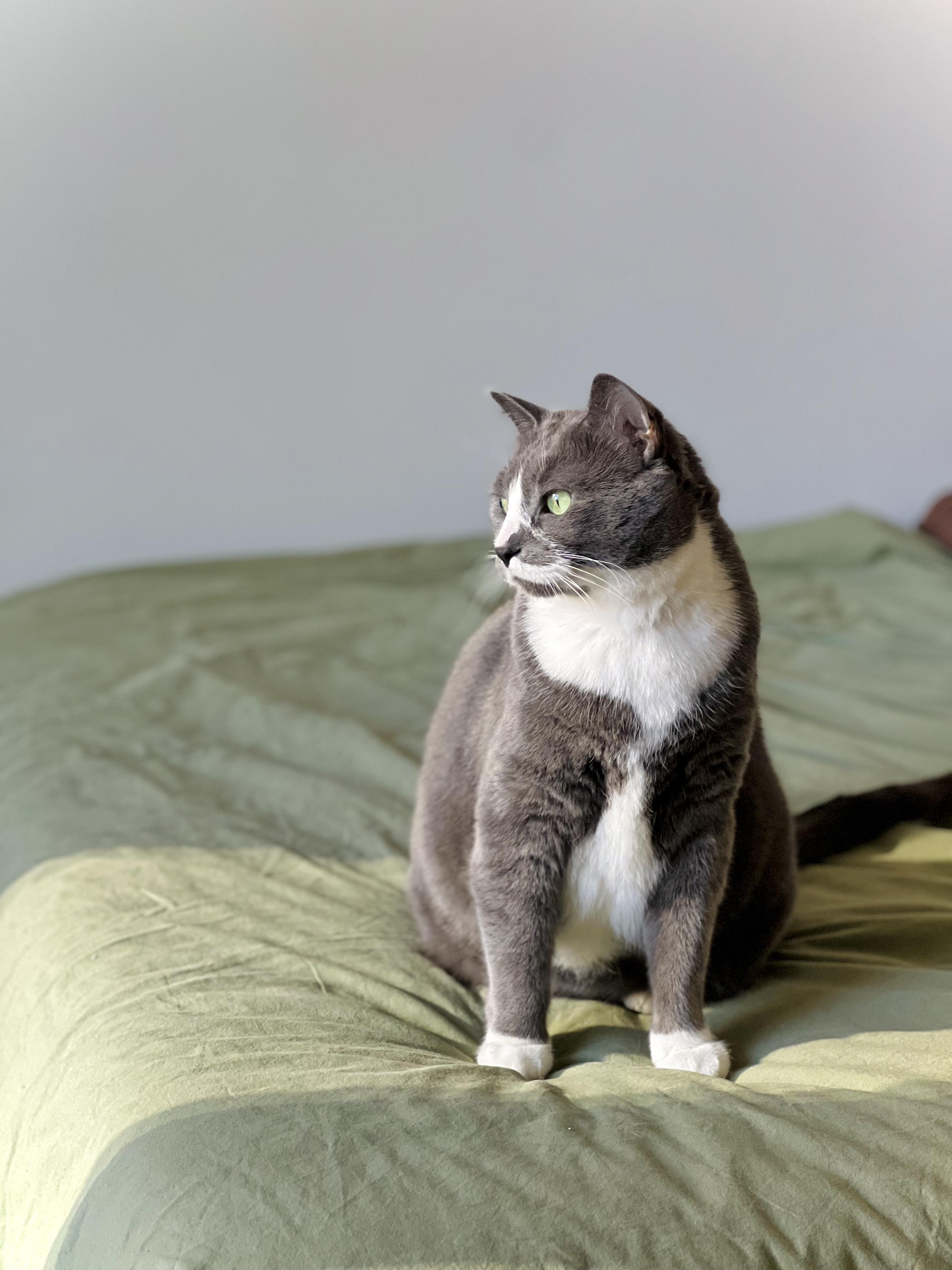 Sweden, an adopted Domestic Short Hair in Calgary, AB image 4/6
