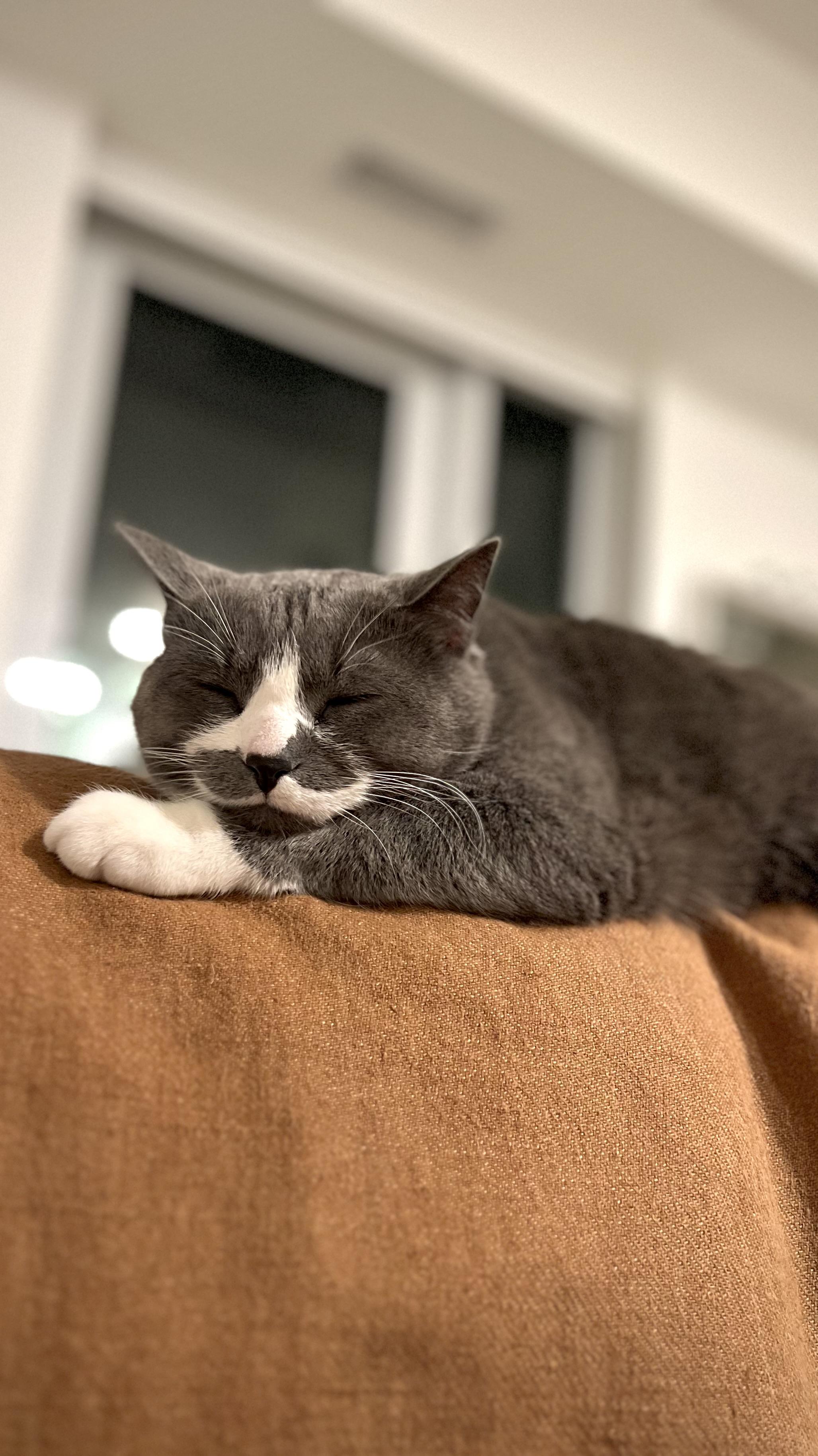 Sweden, an adopted Domestic Short Hair in Calgary, AB image 3/6