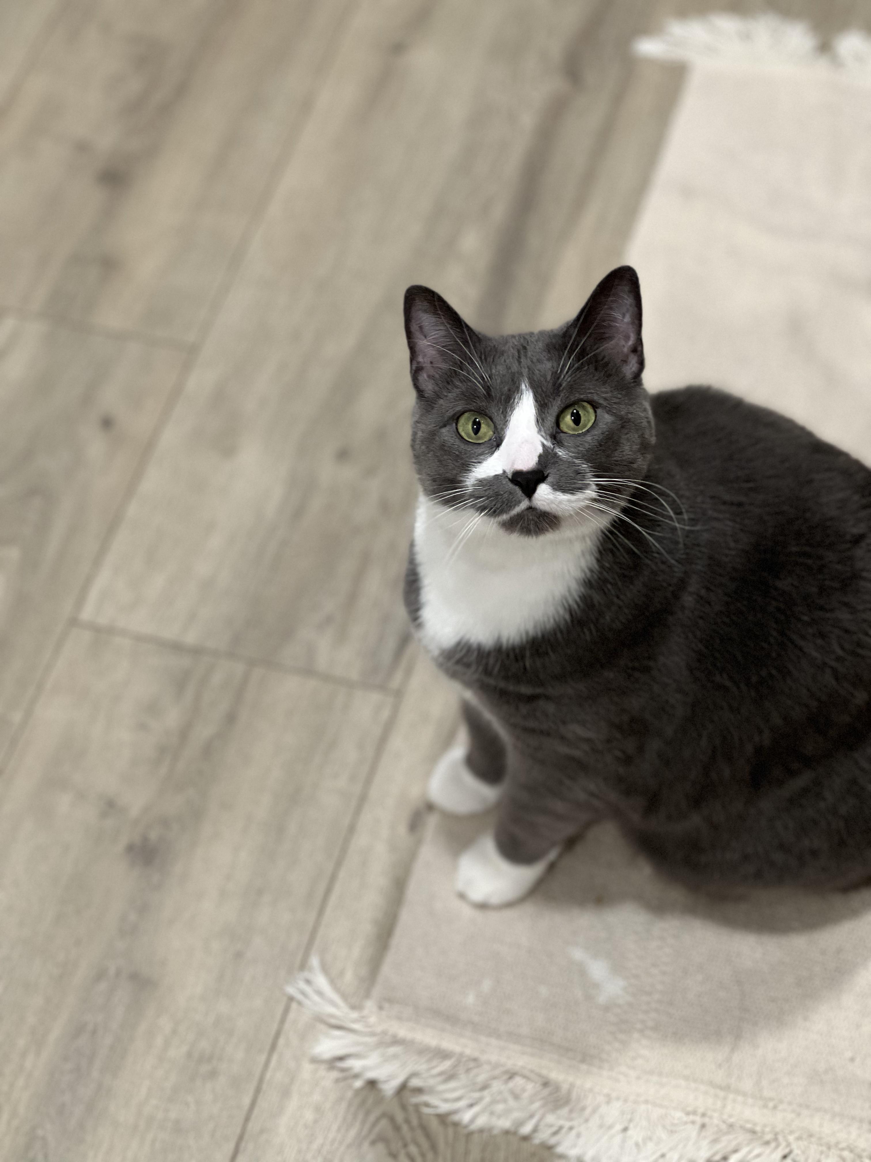 Sweden, an adopted Domestic Short Hair in Calgary, AB image 2/6