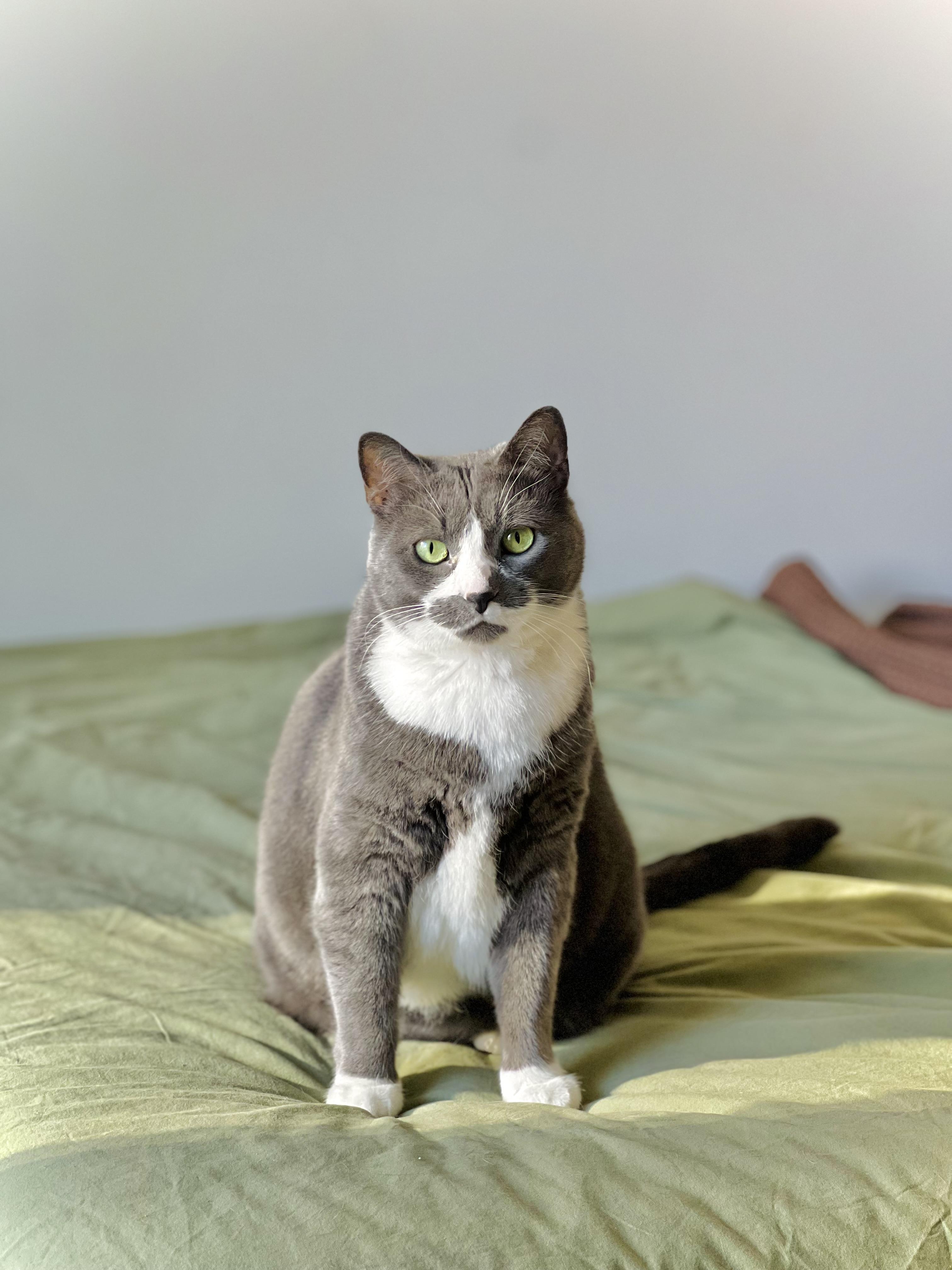 Sweden, an adopted Domestic Short Hair in Calgary, AB image 5/6