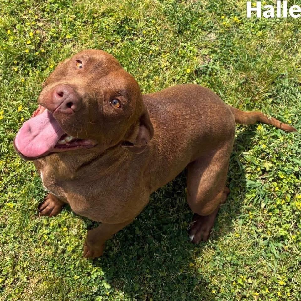 Enlarge Halle, a Adoptable Chocolate Labrador Retriever in Little Rock, AR image 1/3