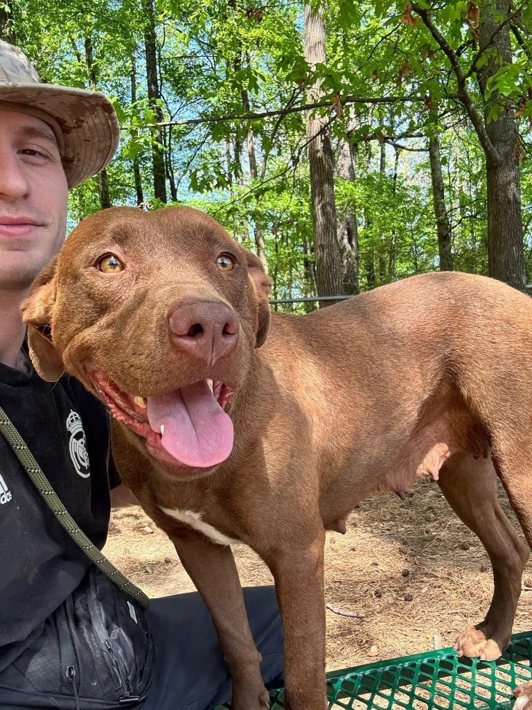 Enlarge Halle, a Adoptable Chocolate Labrador Retriever in Little Rock, AR image 2/3