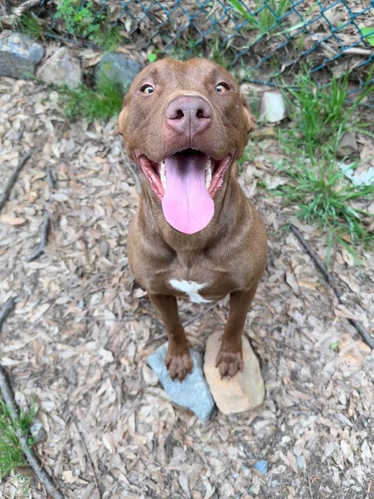 Enlarge Halle, a Adoptable Chocolate Labrador Retriever in Little Rock, AR image 3/3