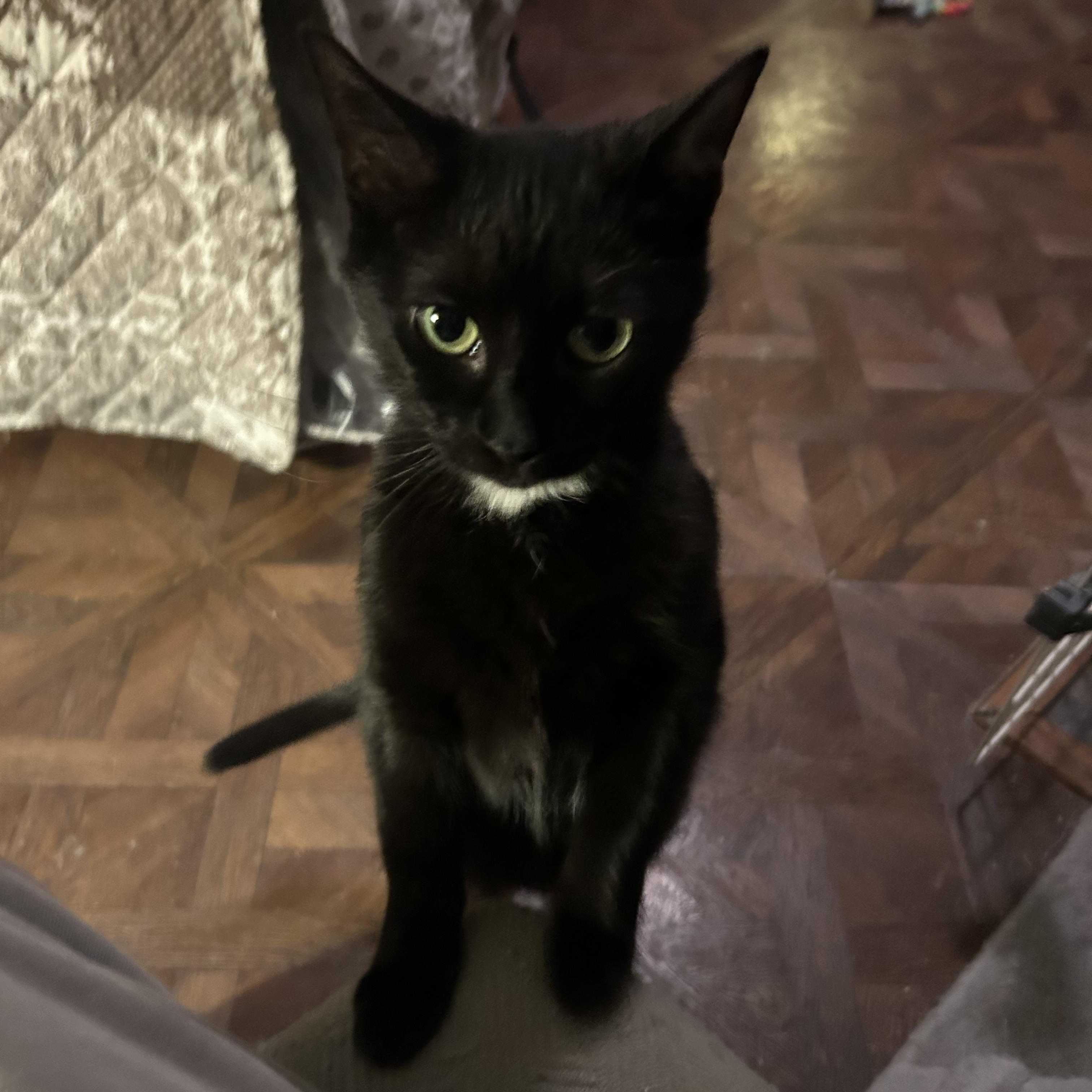 Little Eygpt, ADOPTABLE, Adult Female Domestic Short Hair.