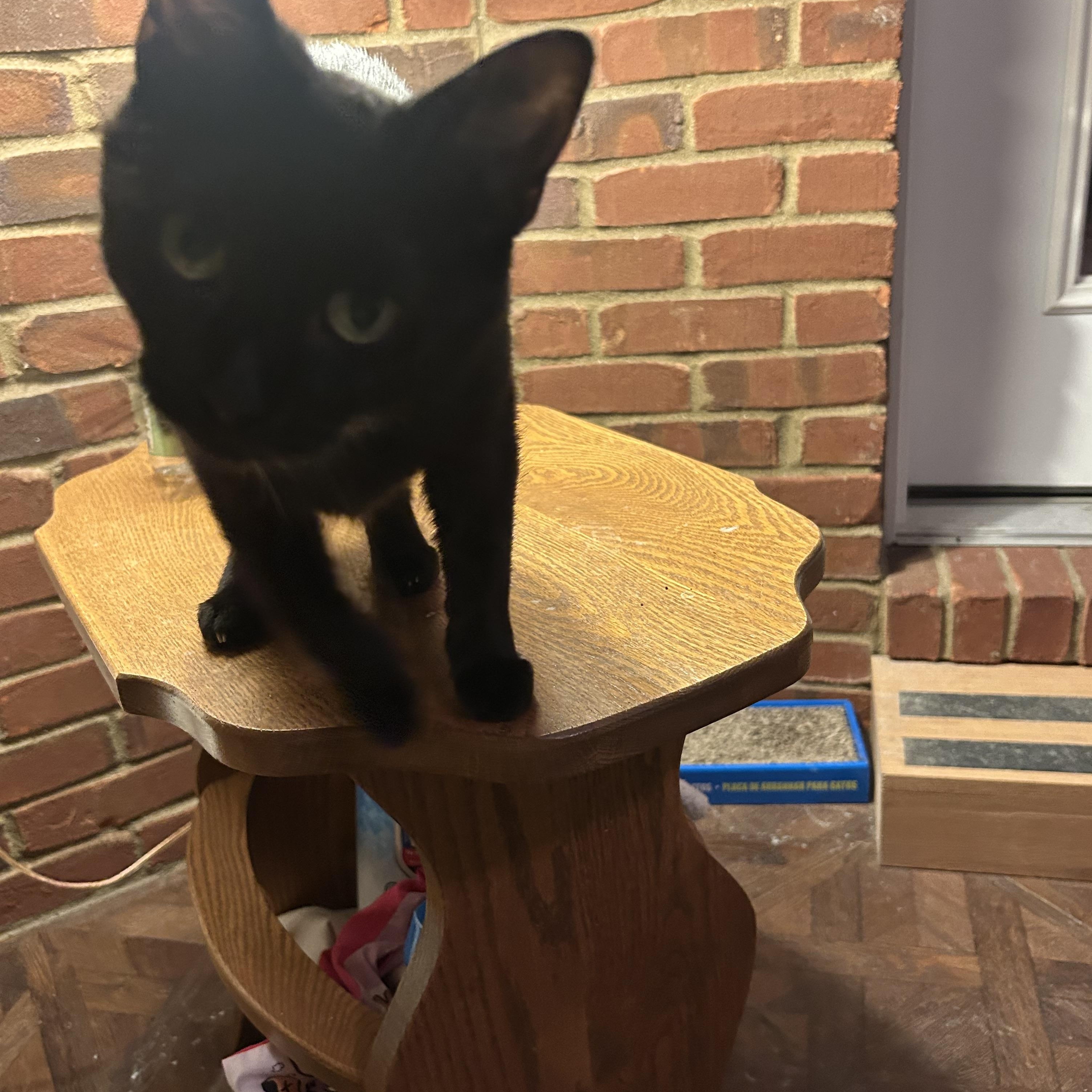 Enlarge Little Eygpt, a ADOPTABLE Domestic Short Hair in Bardstown, KY image 2/3