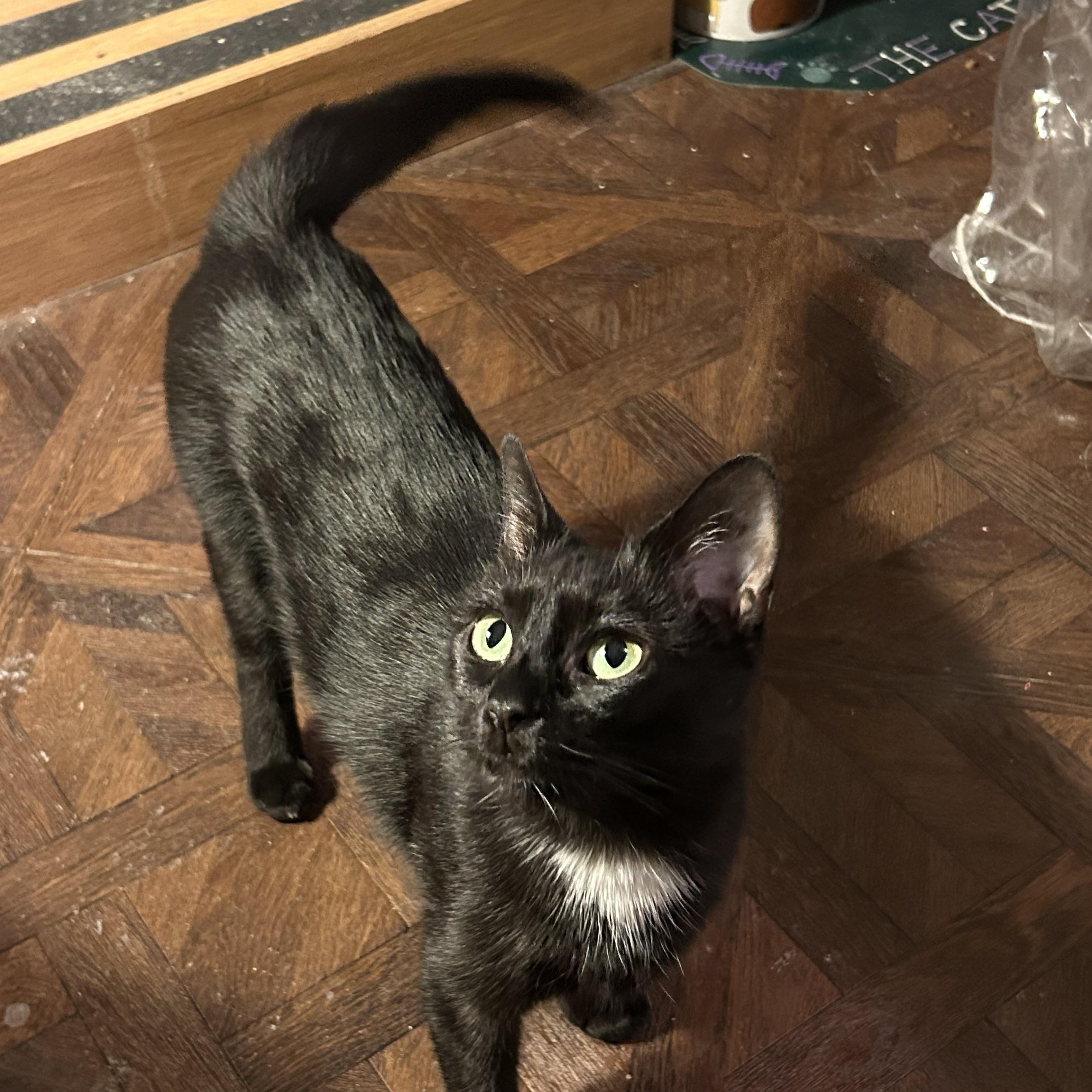 Enlarge Little Eygpt, a ADOPTABLE Domestic Short Hair in Bardstown, KY image 3/3