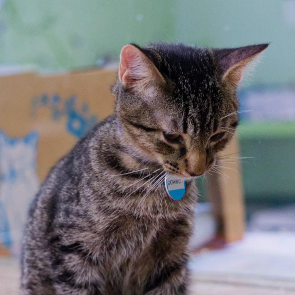 Cowboy, Adoptable, Kitten Male Domestic Short Hair.