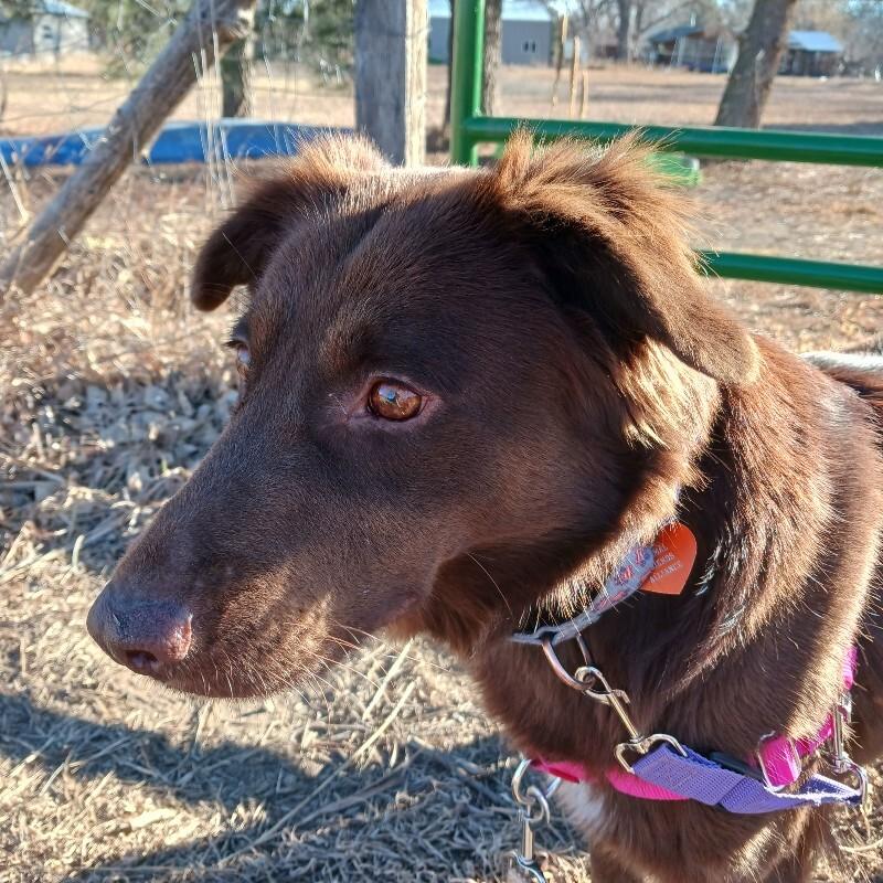 Smee, Adoptable, Adult Female Labrador Retriever & Mixed Breed.