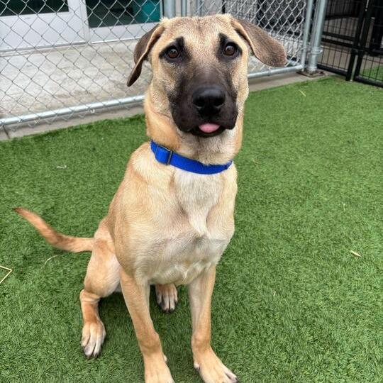 Drift, Adoptable, Young Female Mixed Breed.