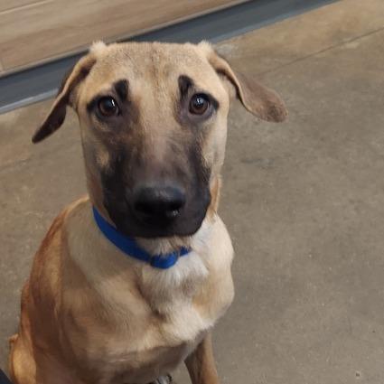 Enlarge Drift, a Adoptable mixed breed in Matteson, IL image 3/4