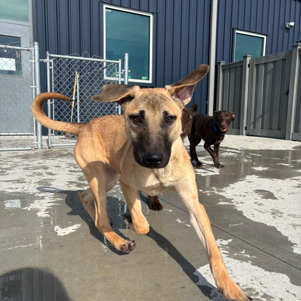 Enlarge Drift, a Adoptable mixed breed in Matteson, IL image 4/4