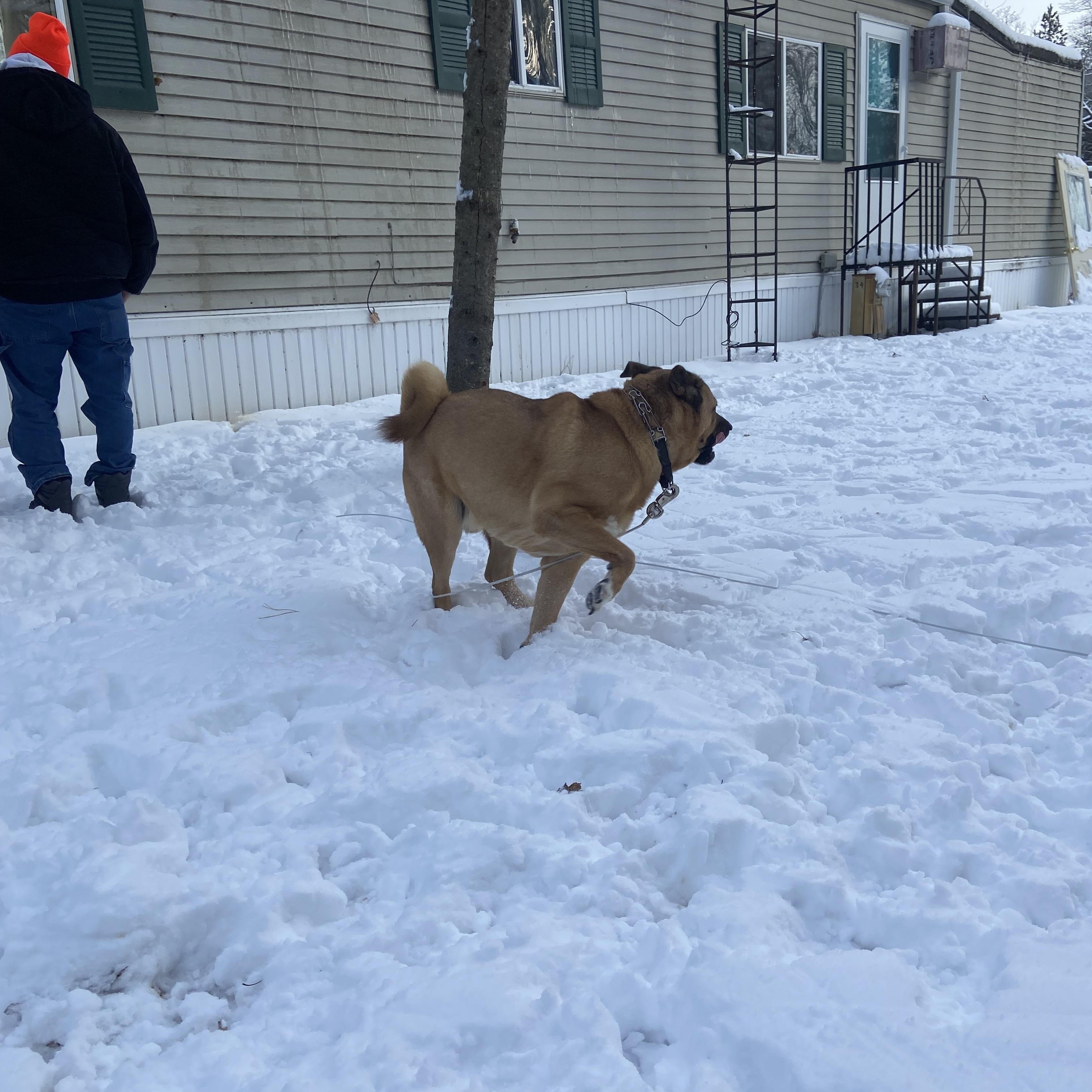 Milo **Courtesy Post**, a Adoptable Mixed Breed in Kenosha, WI image 2/4