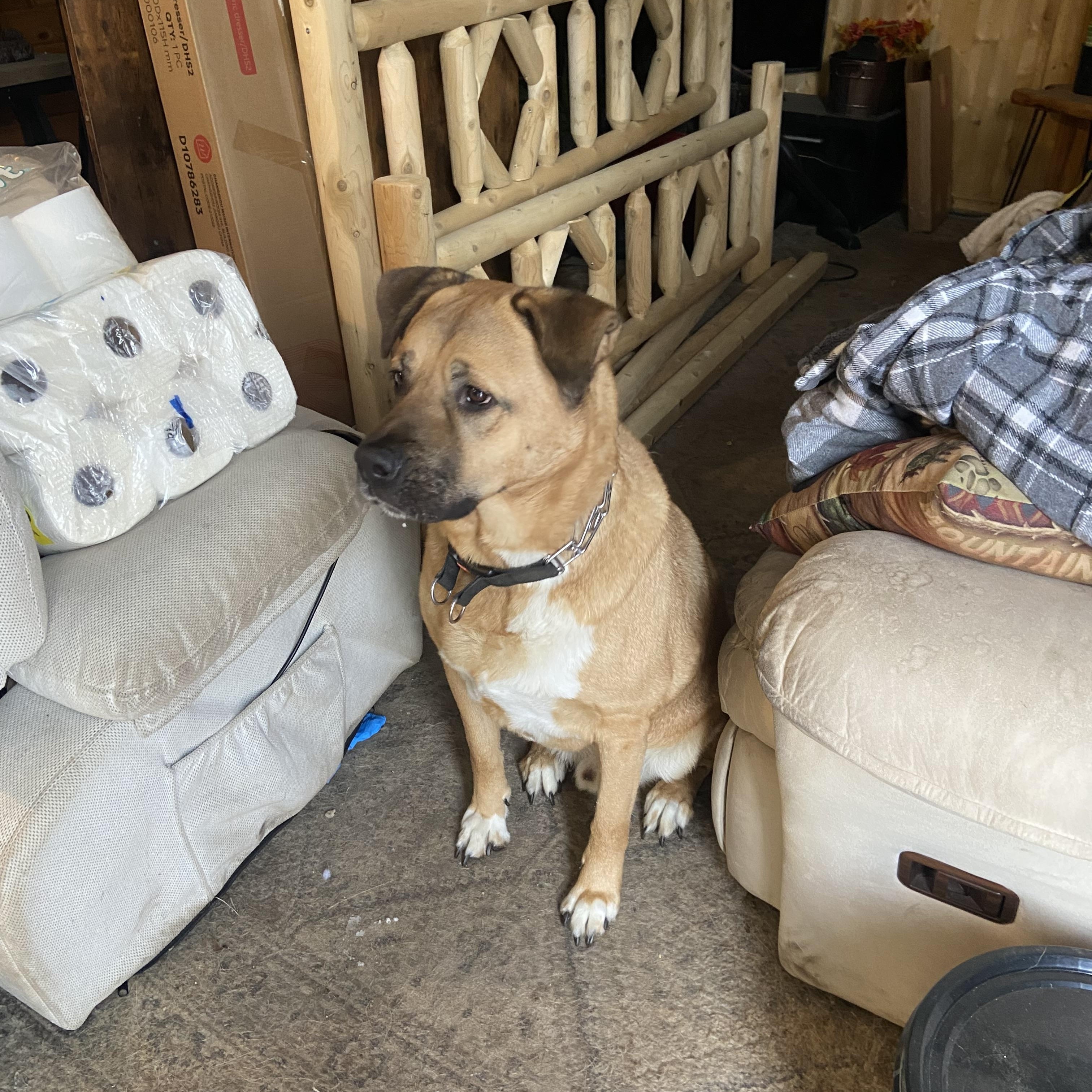 Milo **Courtesy Post**, a Adoptable Mixed Breed in Kenosha, WI image 3/4