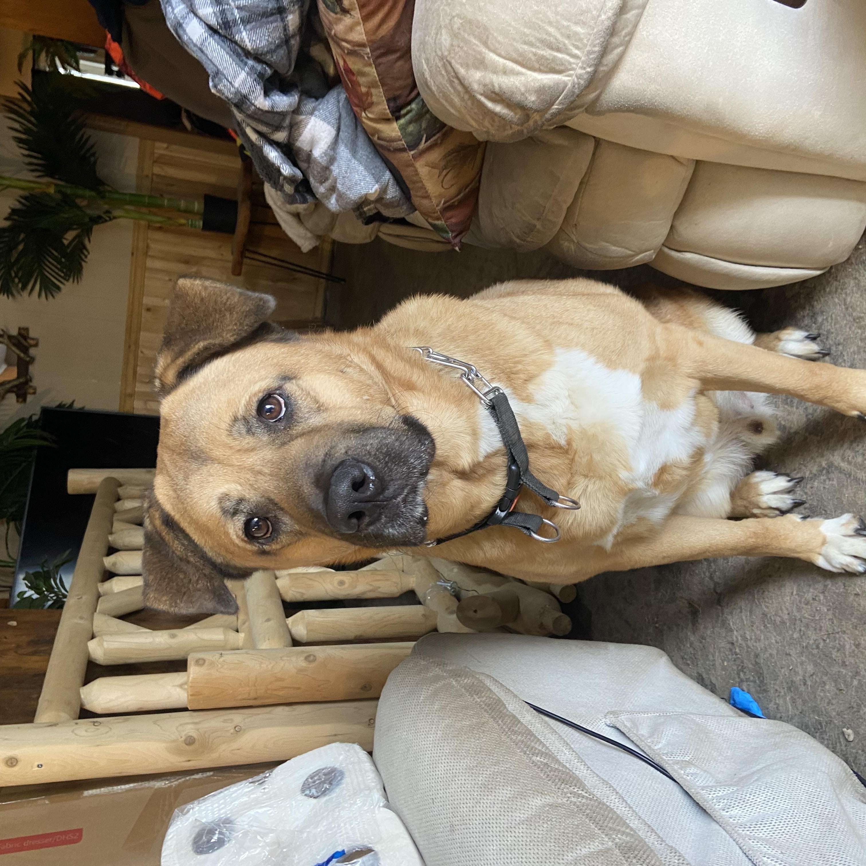 Milo **Courtesy Post**, a Adoptable Mixed Breed in Kenosha, WI image 1/4