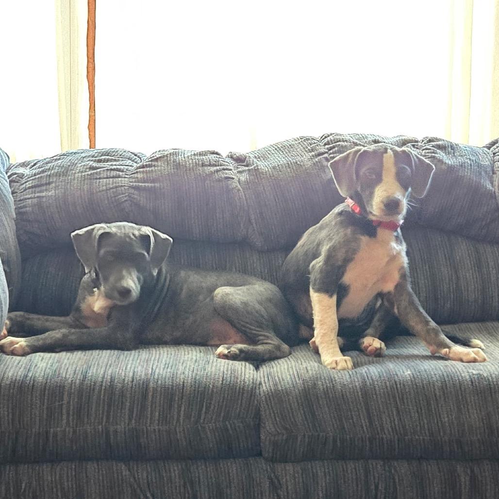 Mario, Adoptable, Young Male Mixed Breed & Catahoula Leopard Dog.