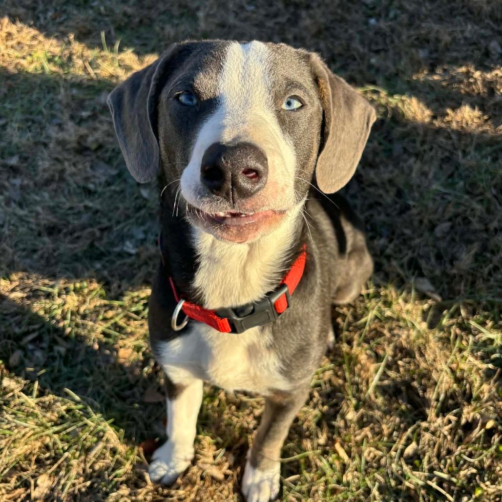 Enlarge Mario, a Adoptable mixed breed in Peculiar, MO image 2/6
