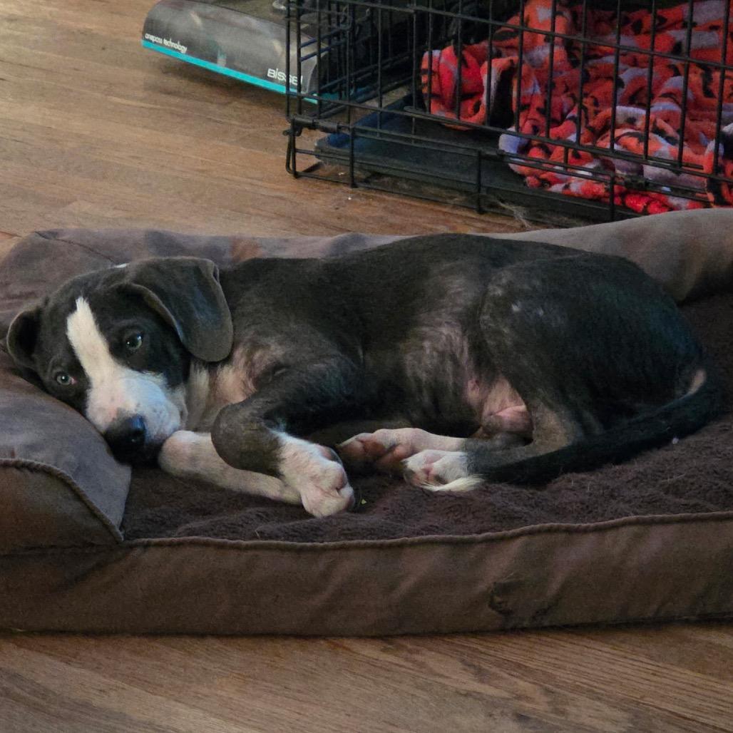 Mario, a Adoptable mixed breed image 2/5