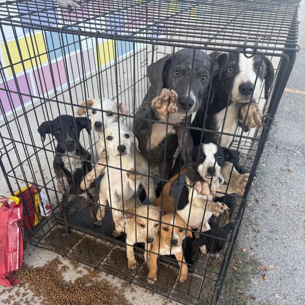 Mario, a Adoptable mixed breed image 3/5