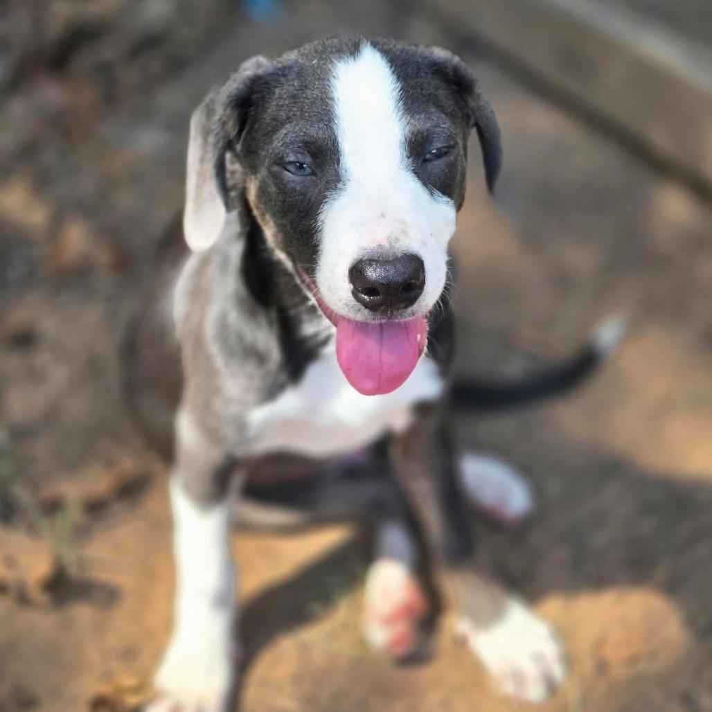 Mario, a Adoptable mixed breed image 4/5