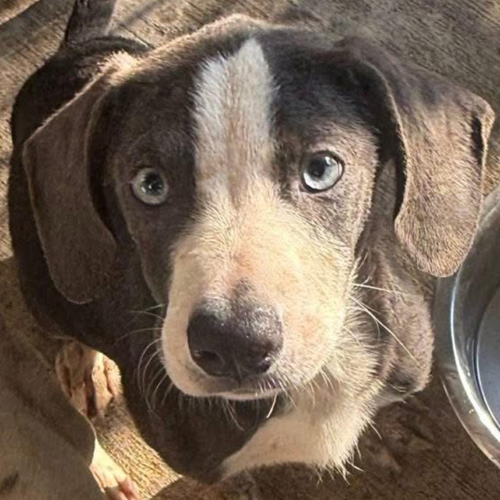 Mario, a Adoptable mixed breed image 5/5