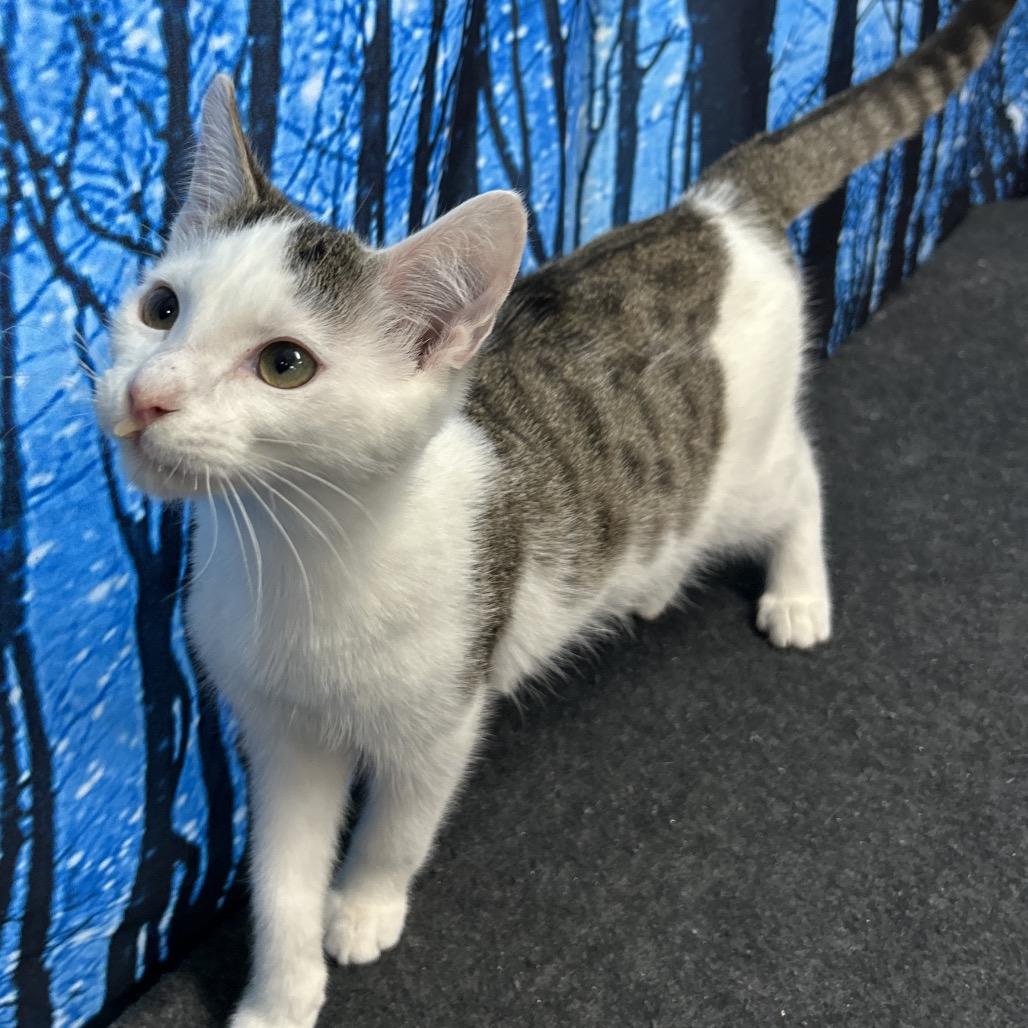 Binx, Adoptable, Kitten Male Domestic Short Hair.