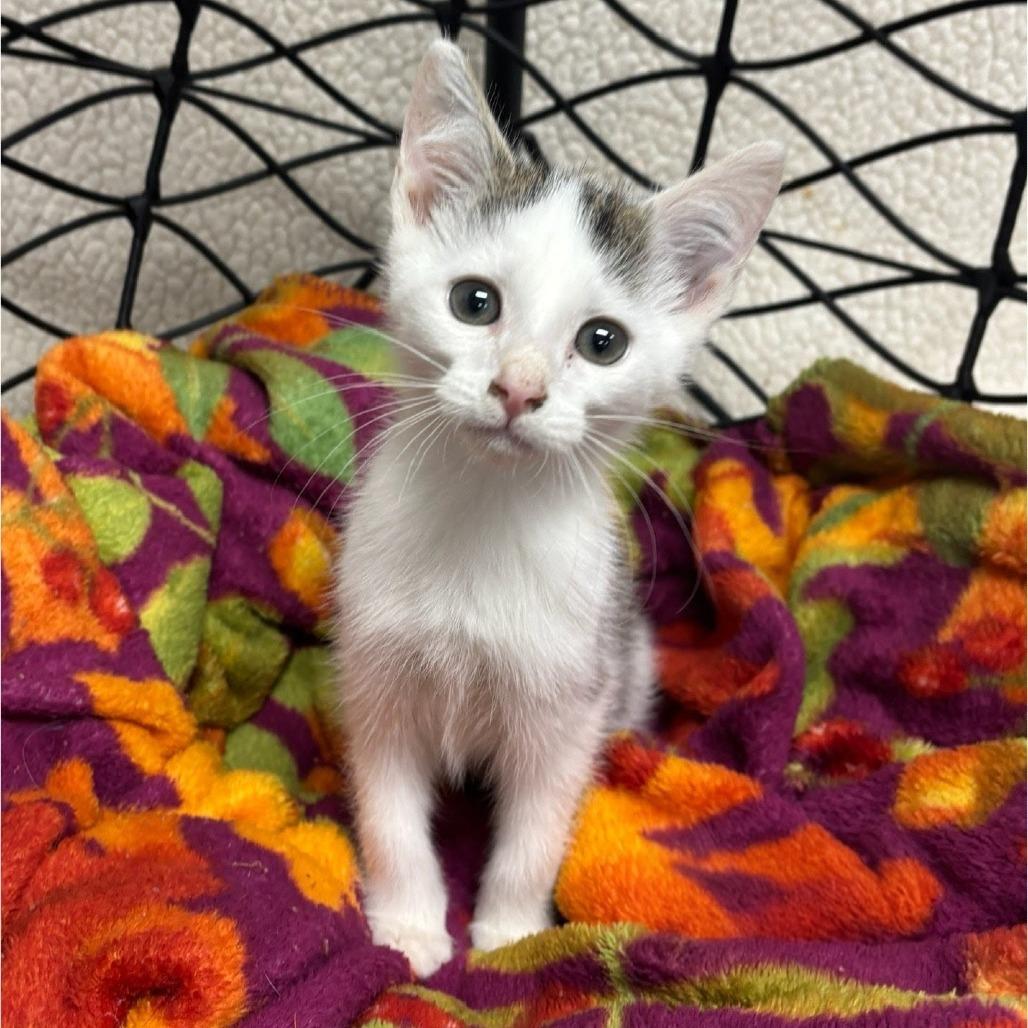 Binx, Adoptable, Kitten Male Domestic Short Hair.