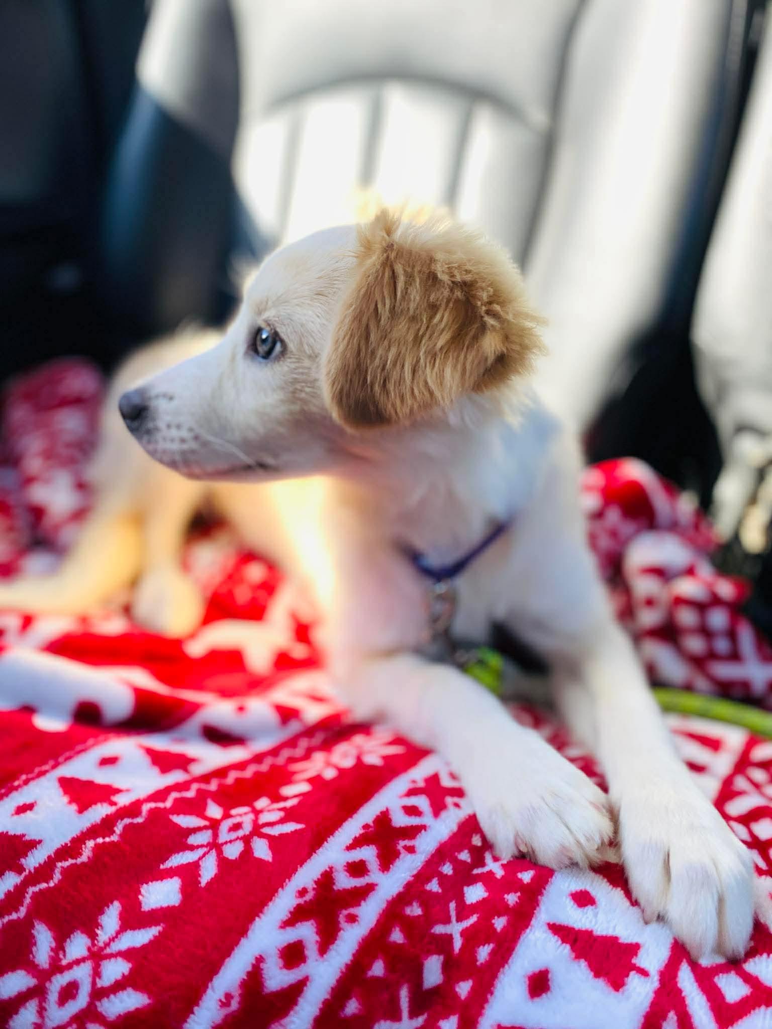 Enlarge Kathy Lyn, a ADOPTABLE mixed breed in Billerica, MA image 4/5