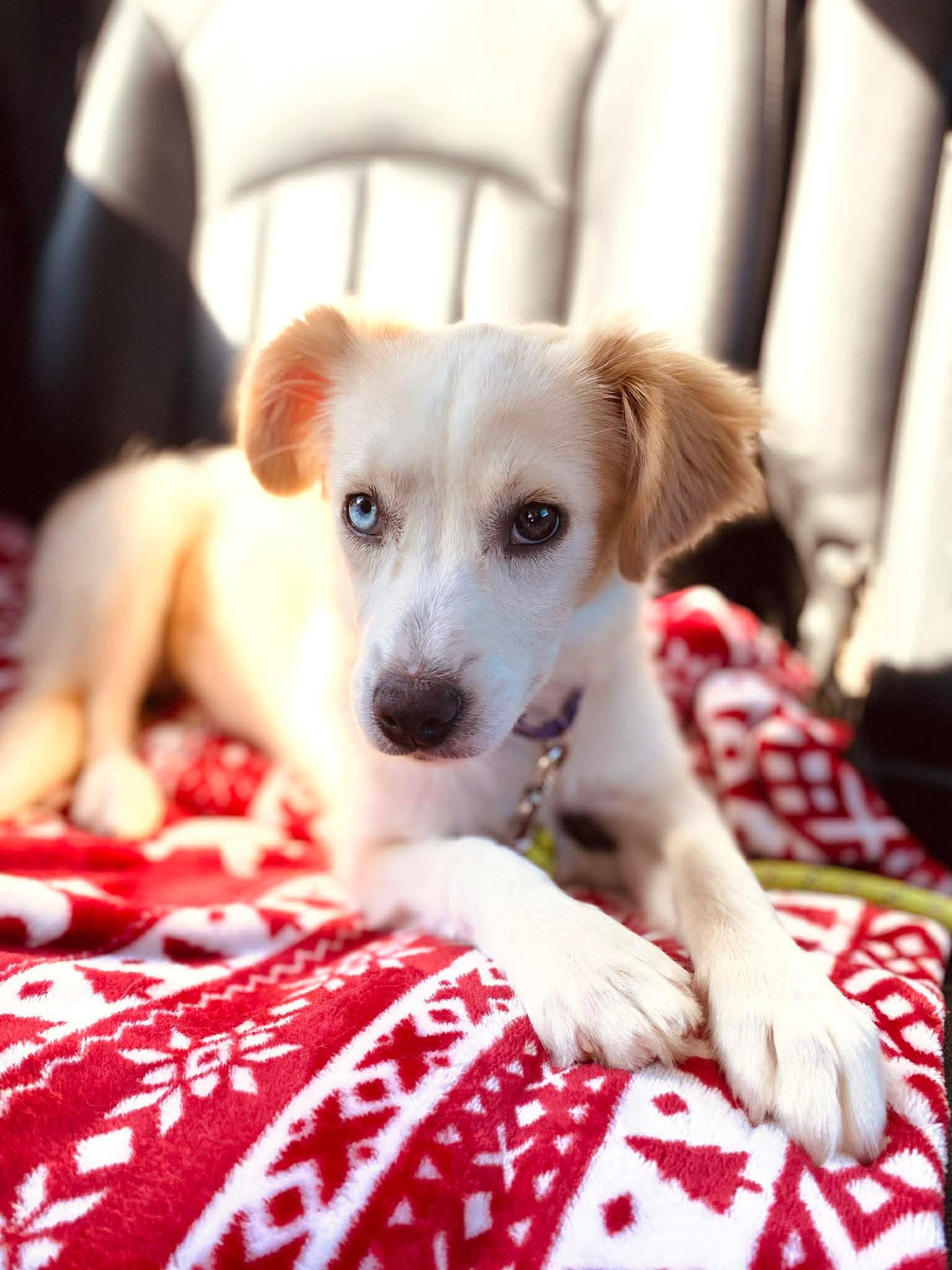 Enlarge Kathy Lyn, a ADOPTABLE mixed breed in Billerica, MA image 1/5