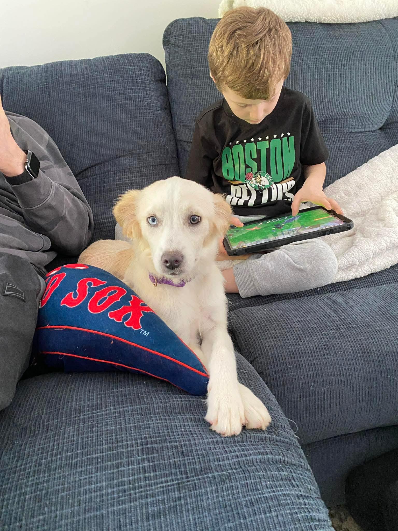 Enlarge Kathy Lyn, a ADOPTABLE mixed breed in Billerica, MA image 3/5