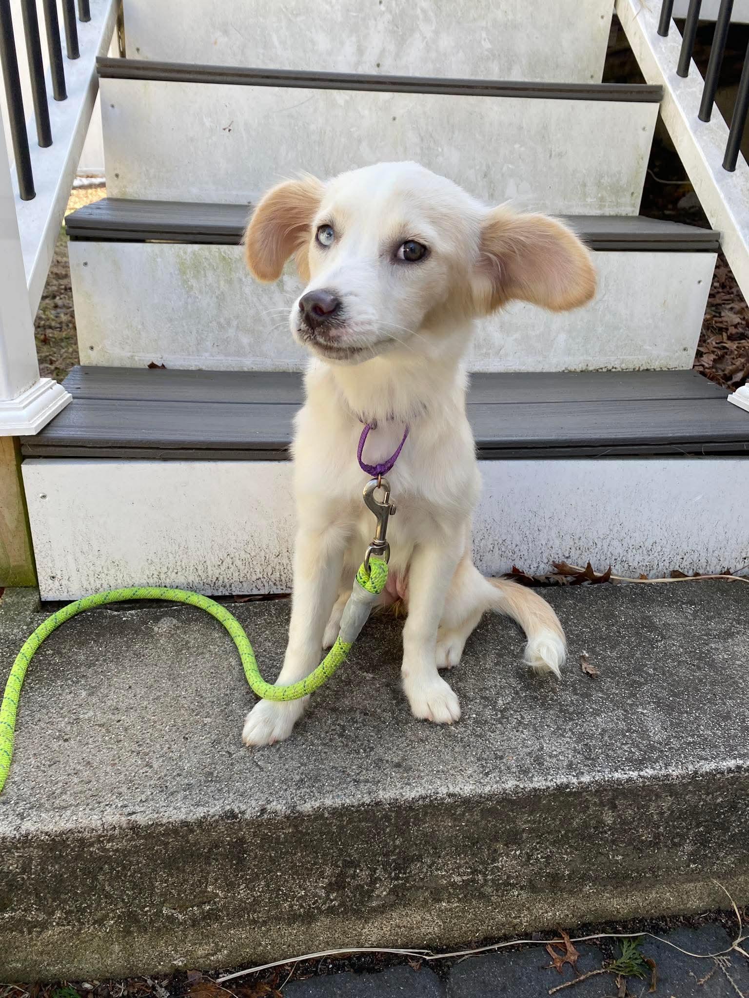 Enlarge Kathy Lyn, a ADOPTABLE mixed breed in Billerica, MA image 2/5