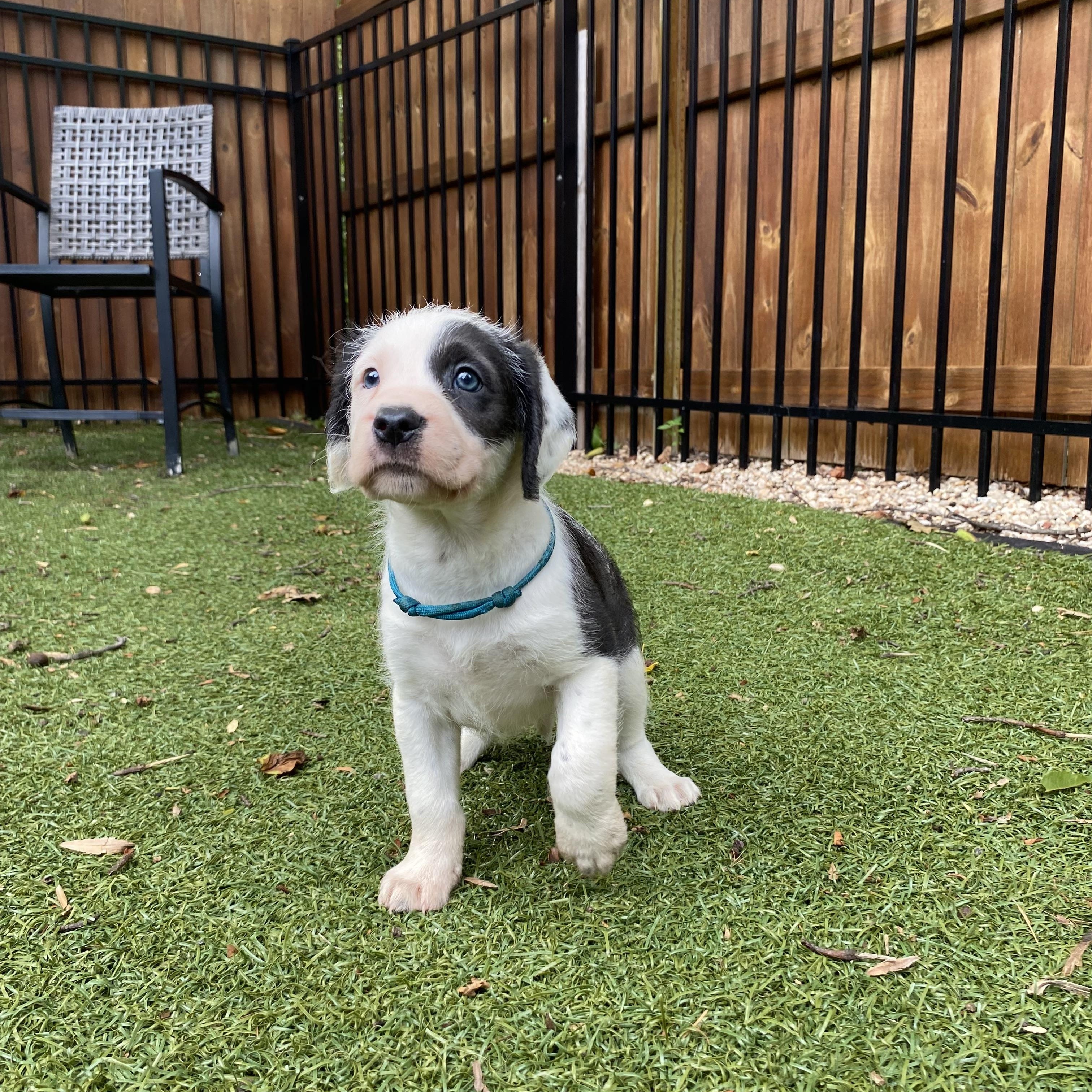 Noble, a ADOPTABLE mixed breed in Charlotte, NC image 3/6