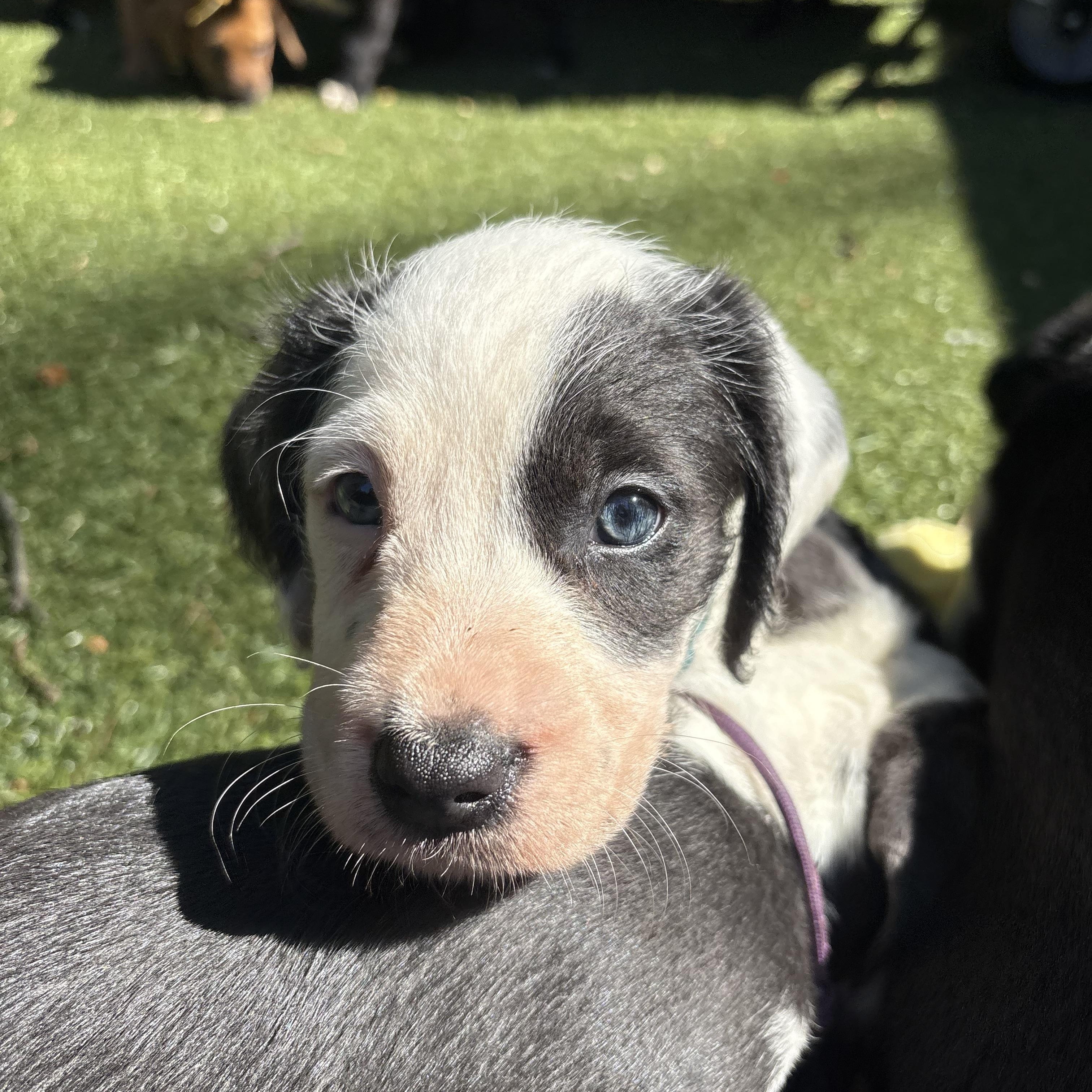 Noble, a ADOPTABLE mixed breed in Charlotte, NC image 2/6