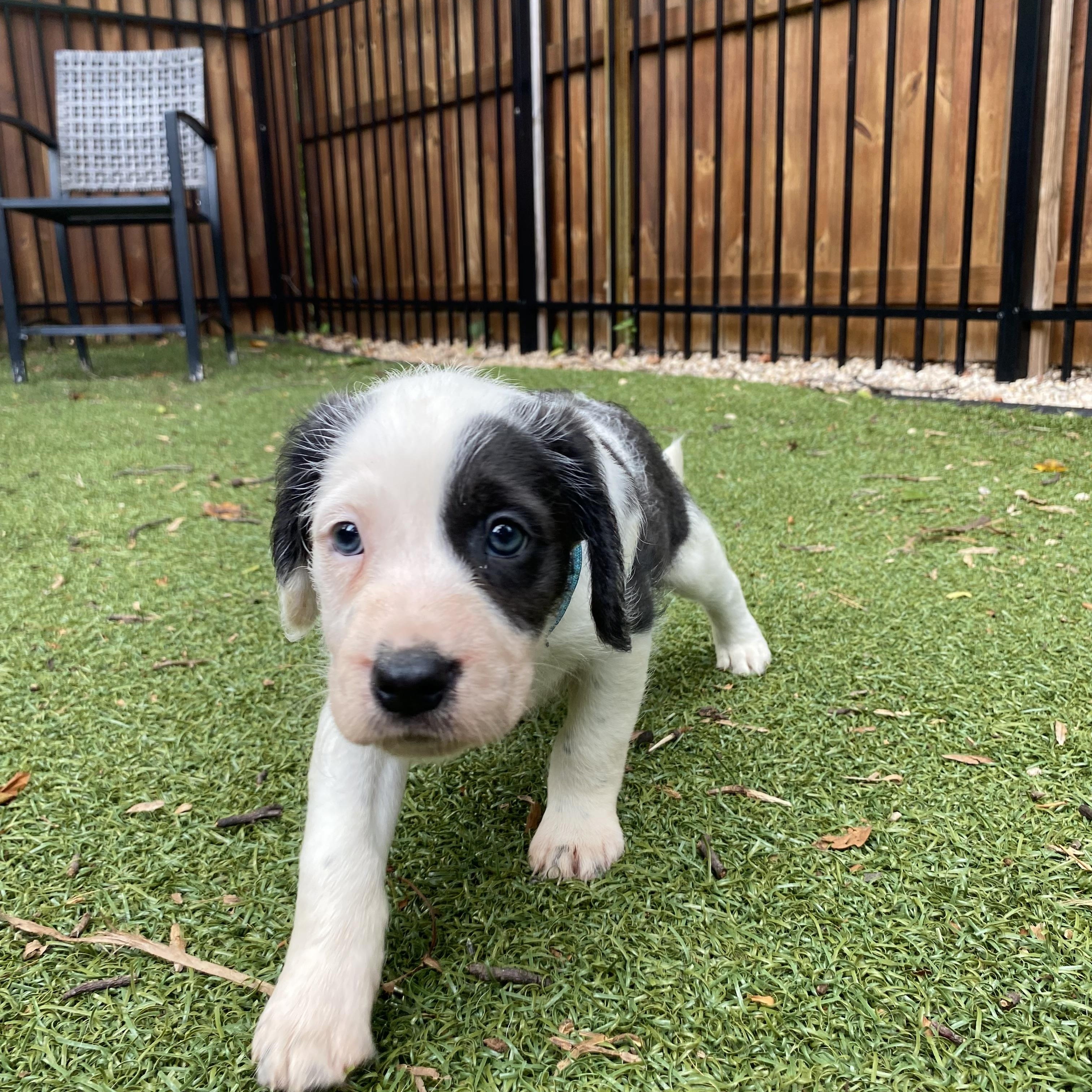 Noble, a ADOPTABLE mixed breed in Charlotte, NC image 5/6