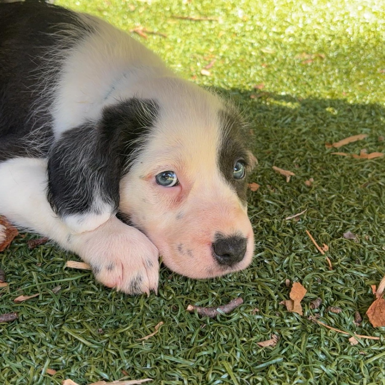 Noble, ADOPTABLE, Puppy Female Border Collie.
