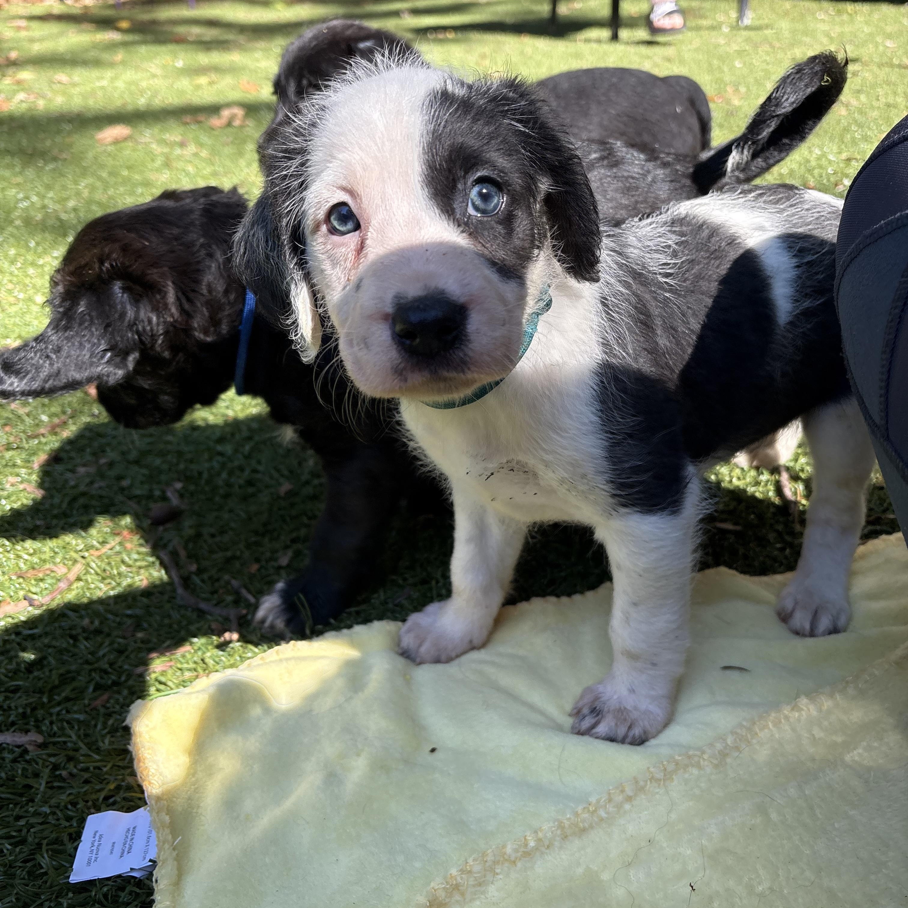 Noble, a ADOPTABLE mixed breed in Charlotte, NC image 4/6