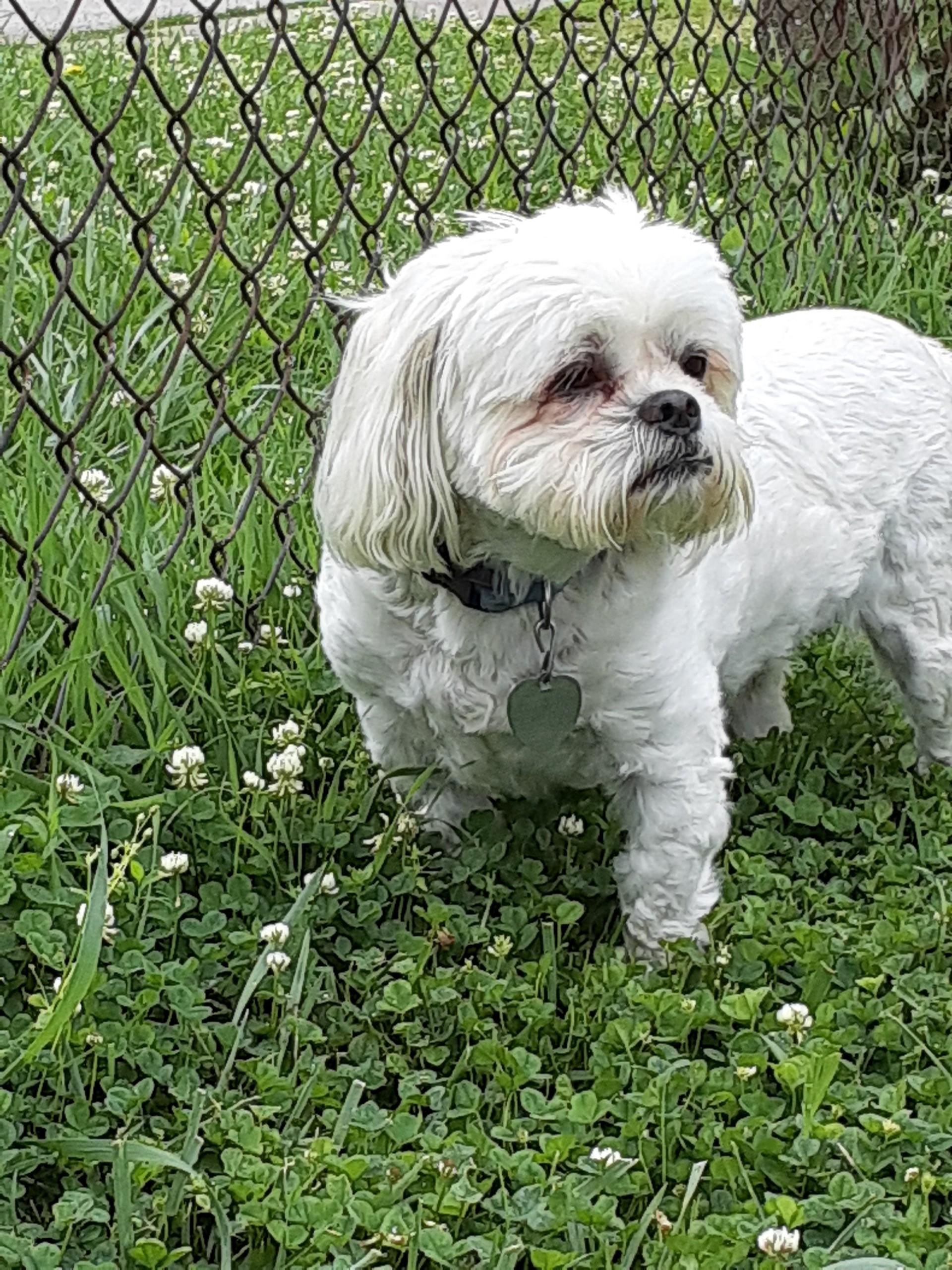 Enlarge Connor, a Adopted mixed breed in Indianapolis, IN image 1/4