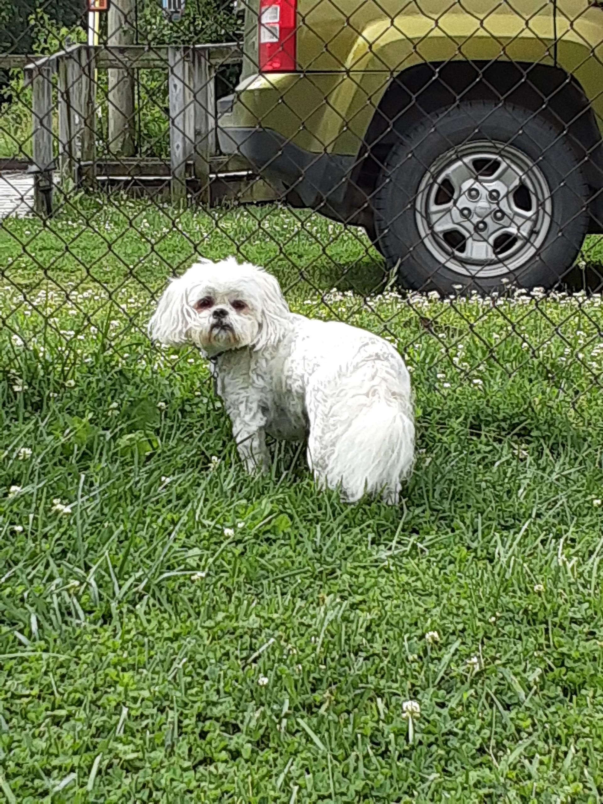 Enlarge Connor, a Adopted mixed breed in Indianapolis, IN image 2/4
