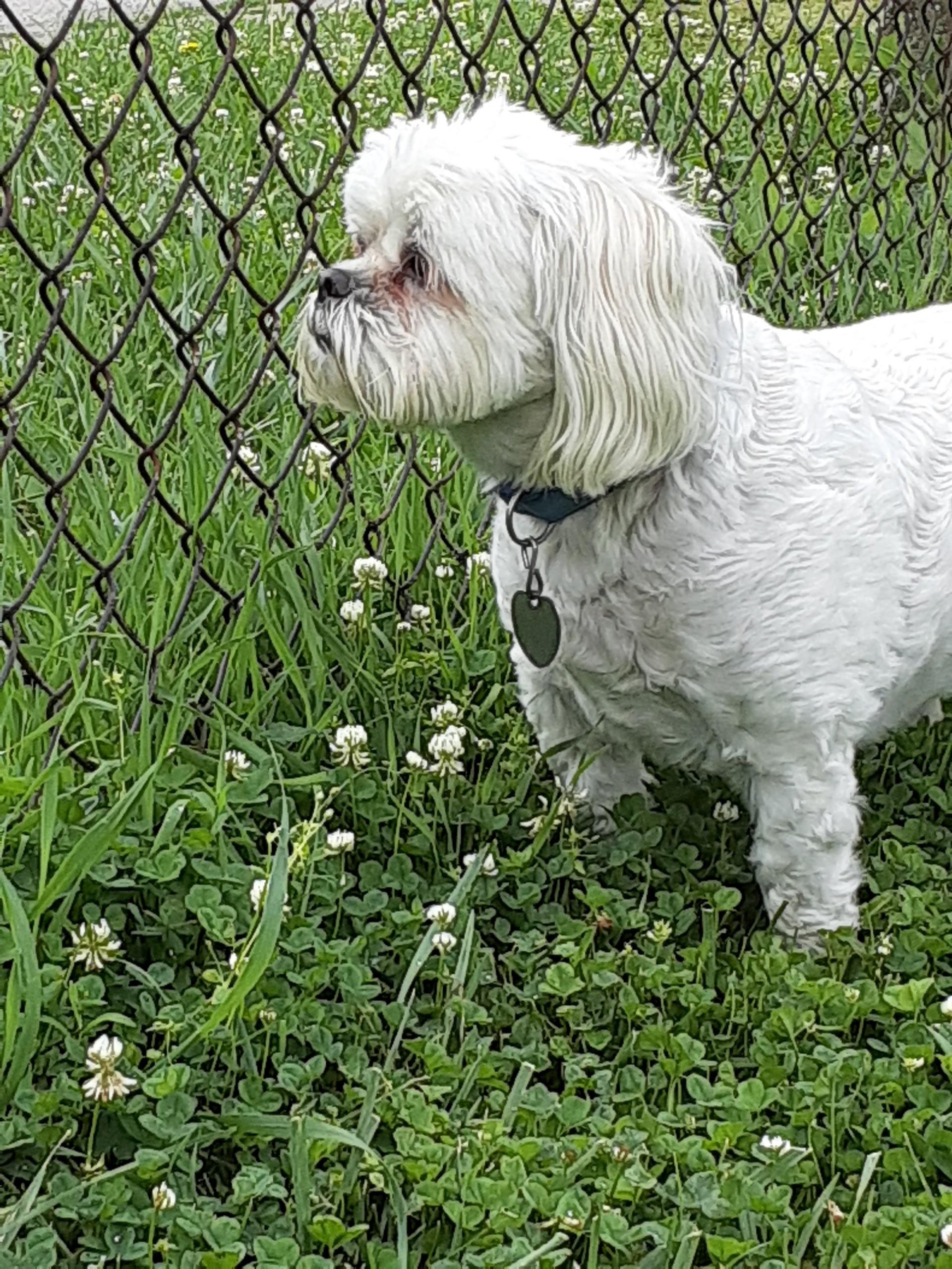 Enlarge Connor, a Adopted mixed breed in Indianapolis, IN image 3/4