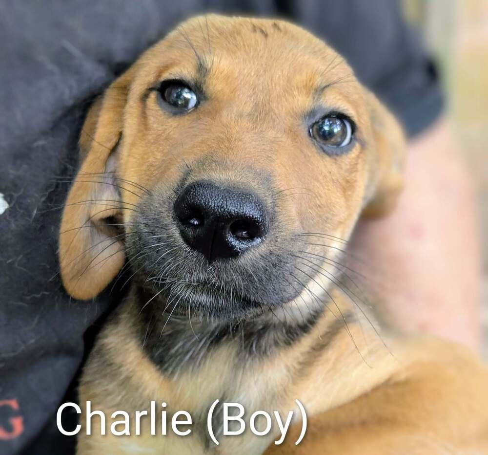 LLP Trixie : Charlie photo