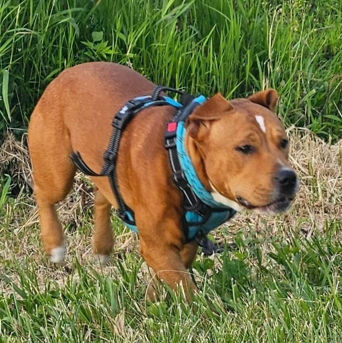 Enlarge Manchester, a Adoptable mixed breed in Tipp City, OH image 7/9