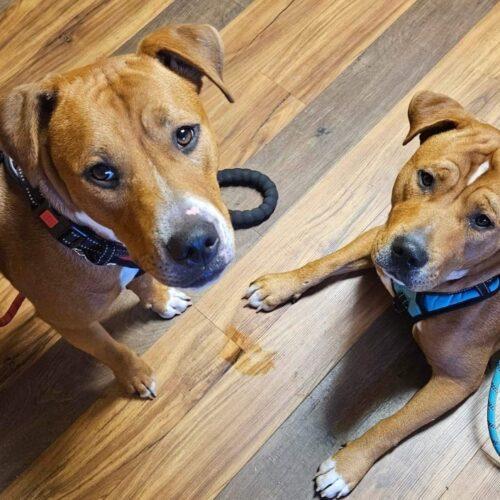 Enlarge Manchester, a Adoptable mixed breed in Tipp City, OH image 8/9