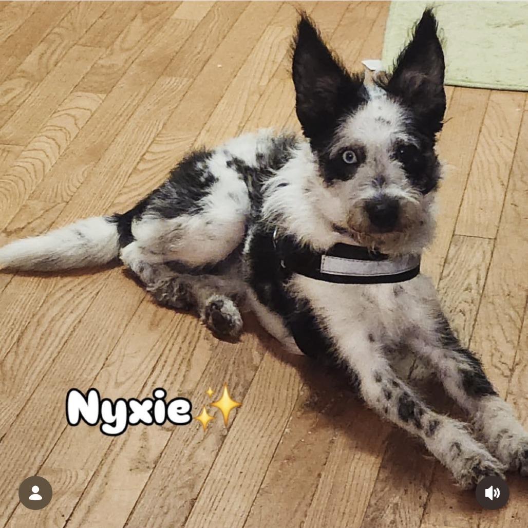 Enlarge Nyxie, a Adoptable Mixed Breed in Summerfield, NC image 1/1