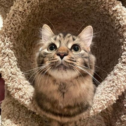 Mama Mia, Adoptable, Adult Female Domestic Medium Hair & Domestic Short Hair.