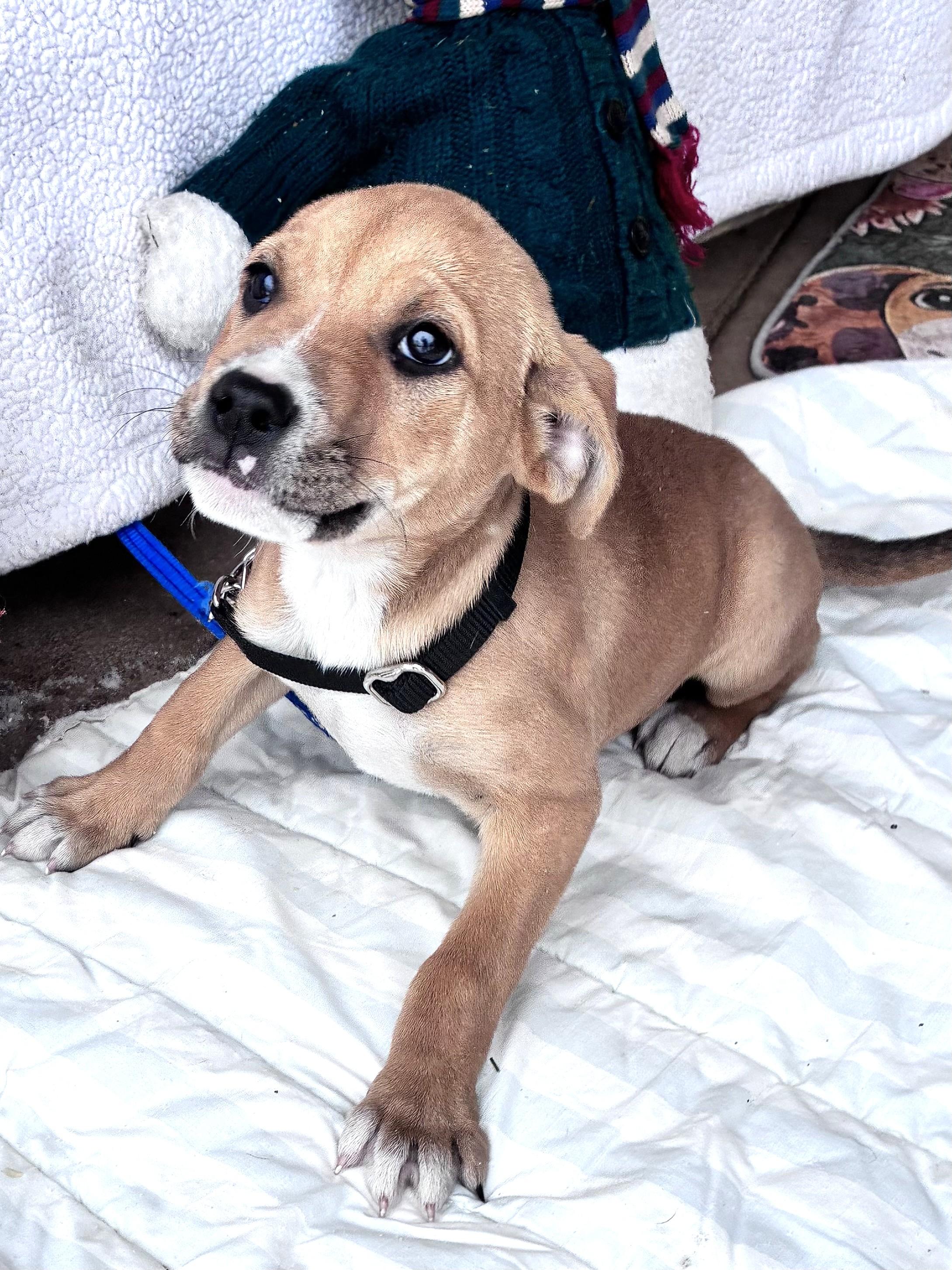 Enlarge Bea, an adopted mixed breed in West Chicago, IL image 3/3