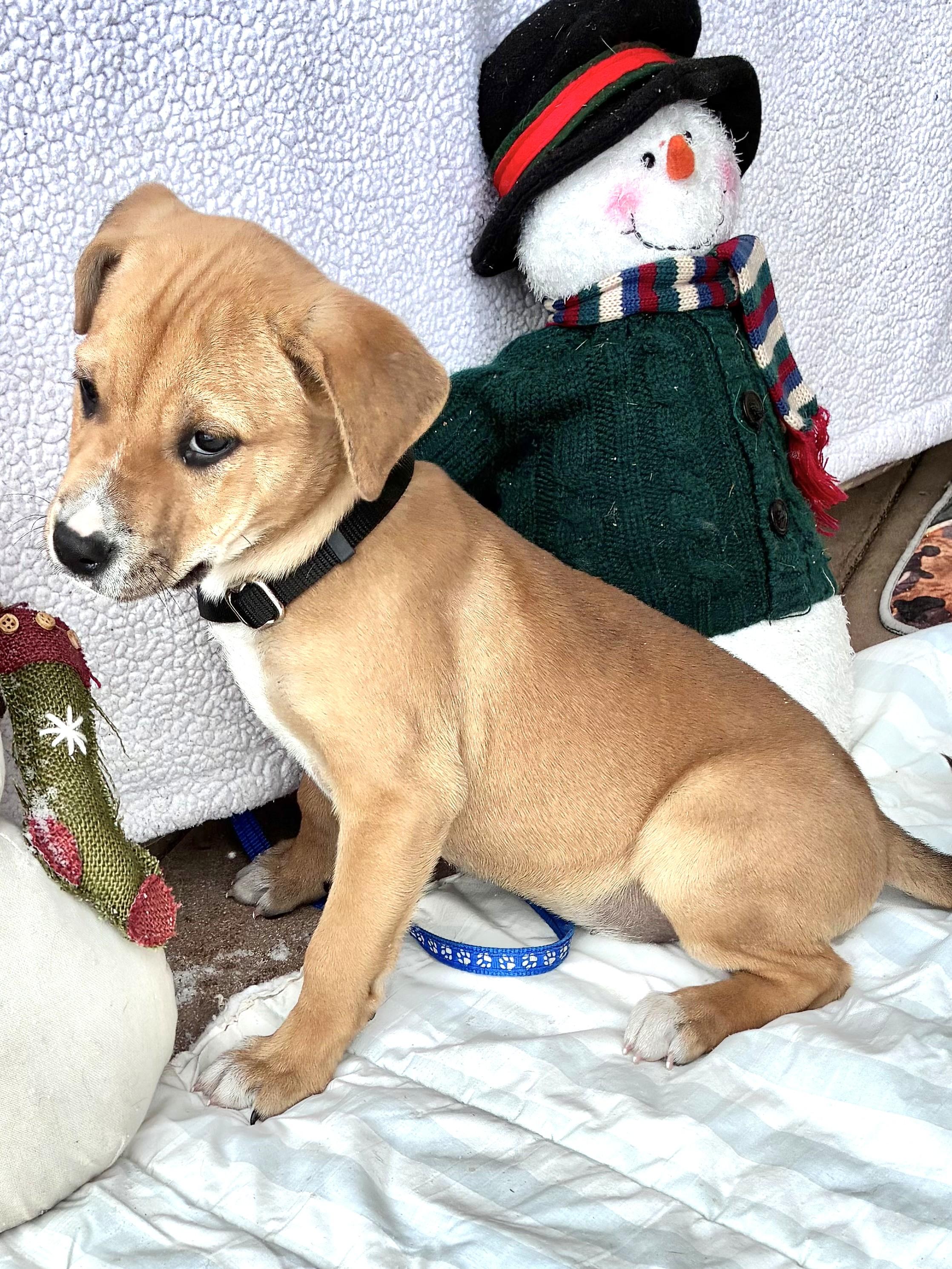 Enlarge Bea, an adopted mixed breed in West Chicago, IL image 2/3