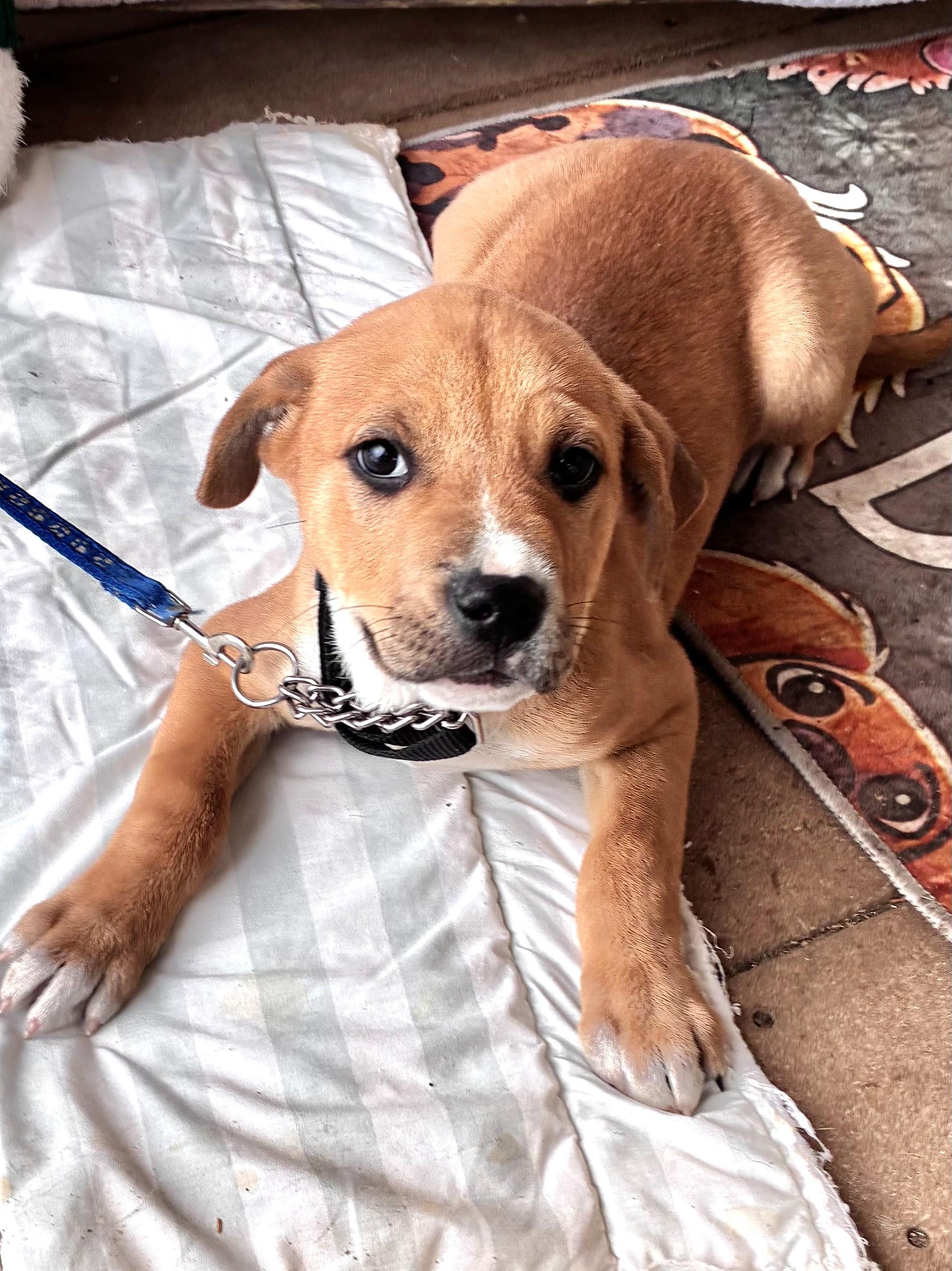 Enlarge Bea, an adopted mixed breed in West Chicago, IL image 1/3